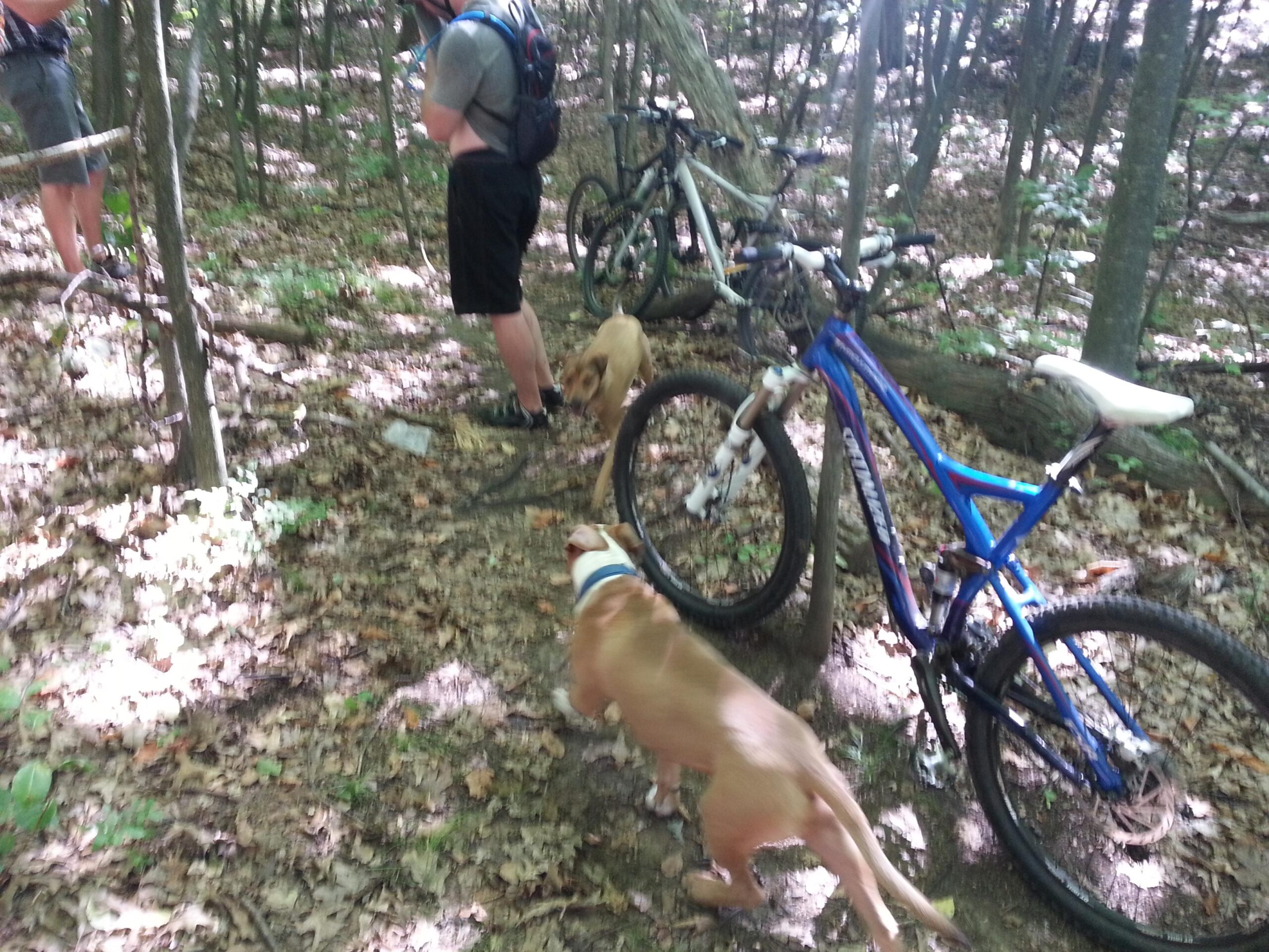 Specialized Stumpjumper FSR: Two dogs explore a forested area while two people stand nearby, one checking their phone. There are two mountain bikes parked on the side, and the ground is covered in leaves and small plants in dappled sunlight filtering through the trees.