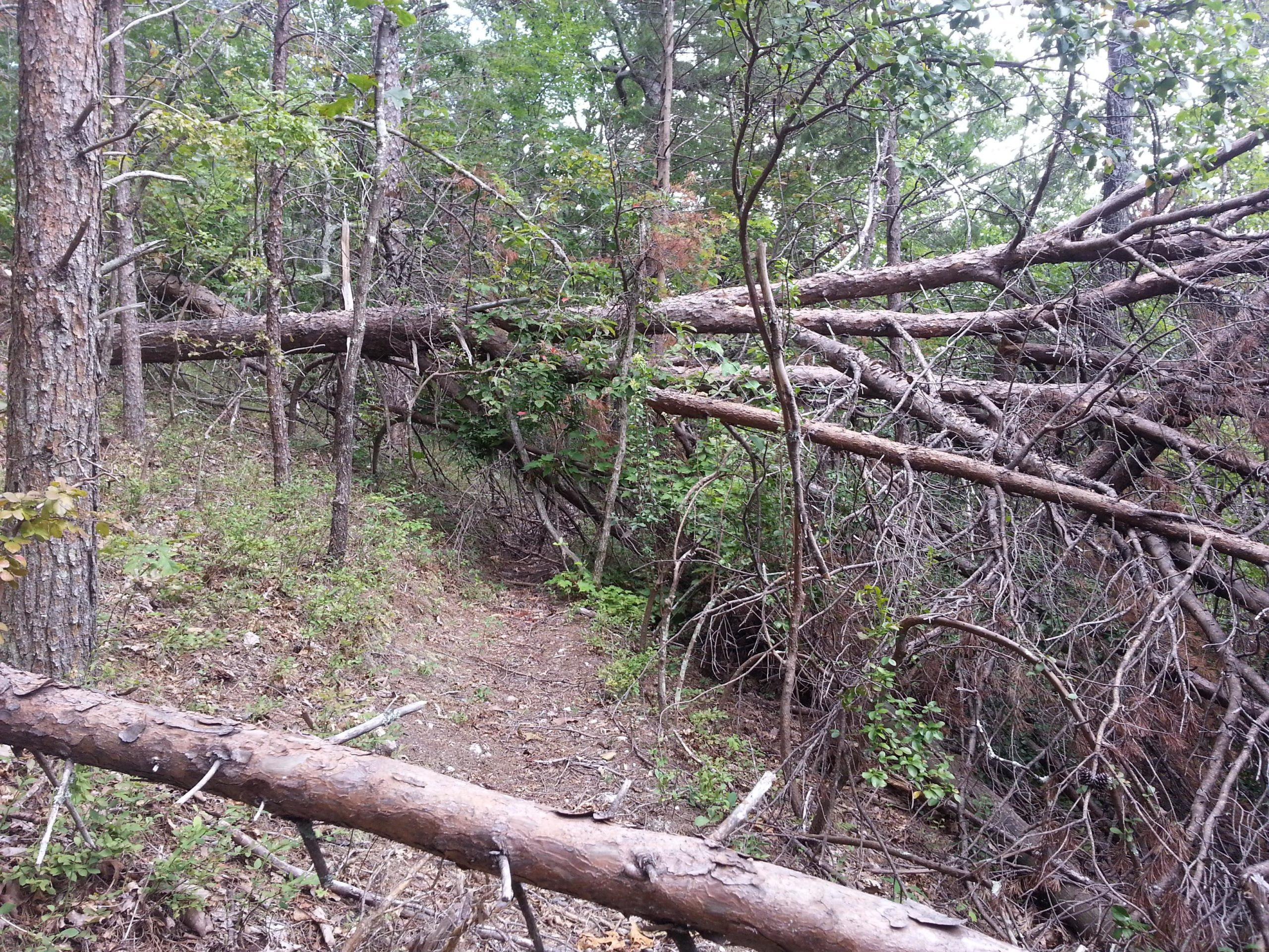 A densely wooded area featuring fallen trees and branches obstructing a narrow trail, surrounded by lush green foliage and underbrush. Cheaha State Park mountain bike trail.