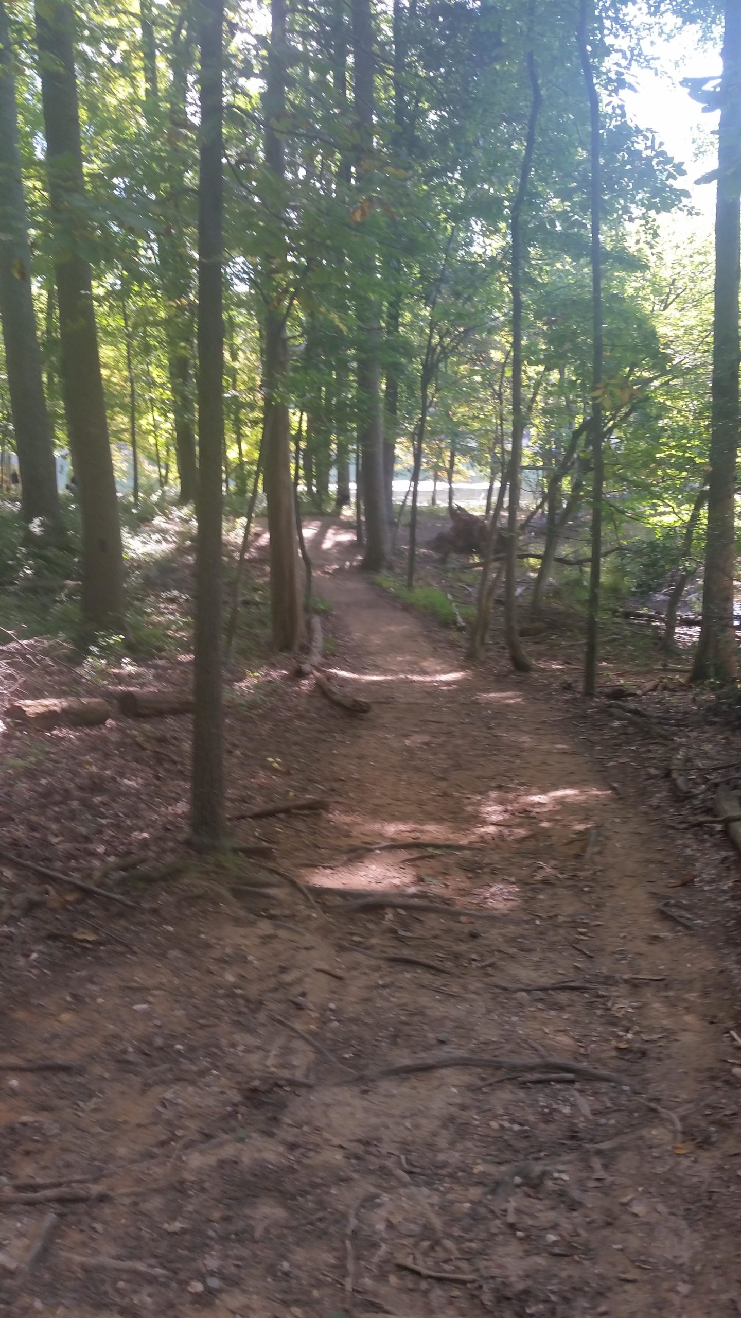 A dirt path winding through a lush forest with tall trees, dappled sunlight filtering through the leaves, and a gentle slope to the side. Clopper Lake mountain bike trail.