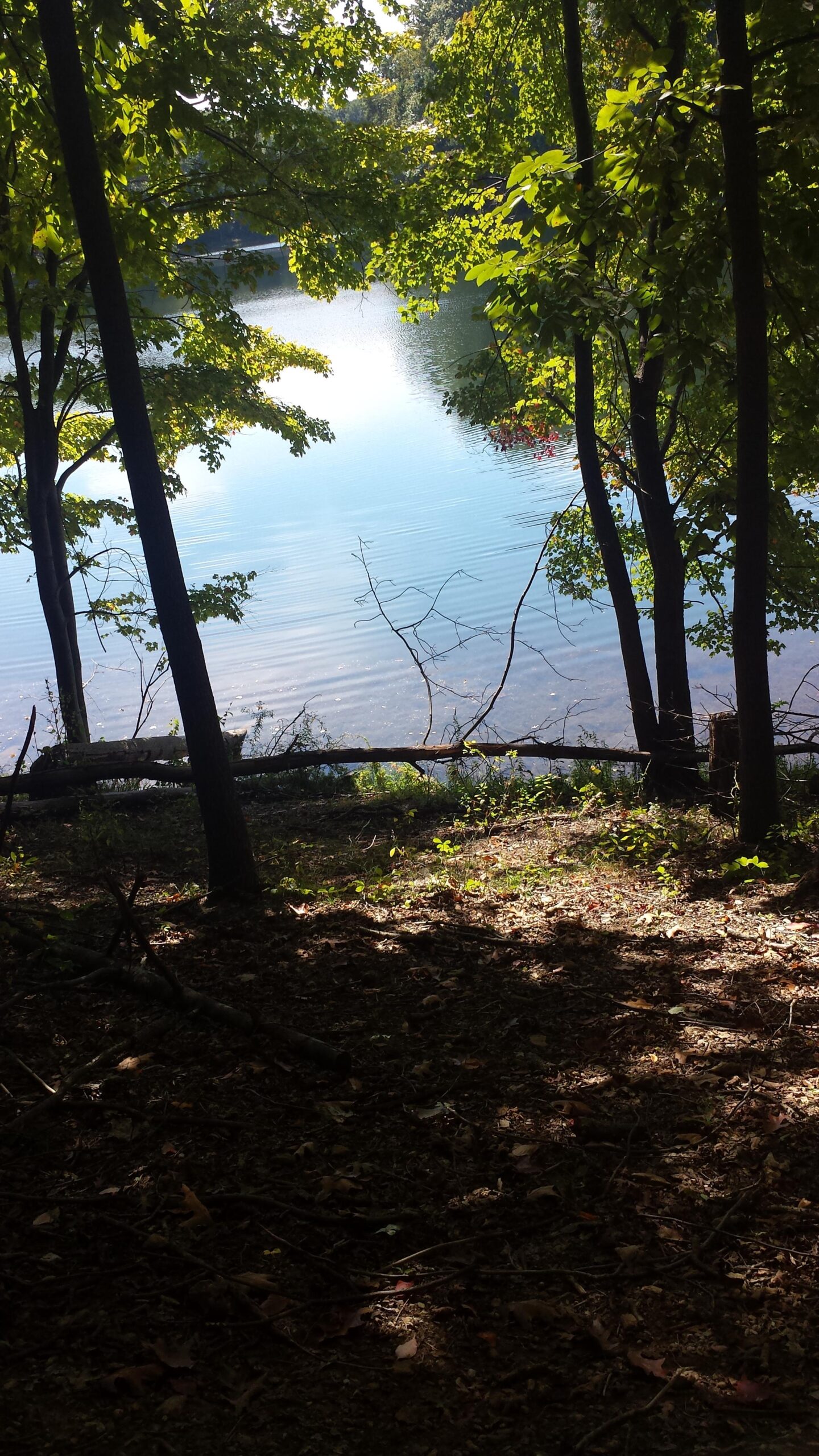 A serene view of a calm lake surrounded by trees, with sunlight filtering through the leaves, casting shadows on the forest floor. The water reflects the greenery and creates a peaceful atmosphere. Clopper Lake mountain bike trail.