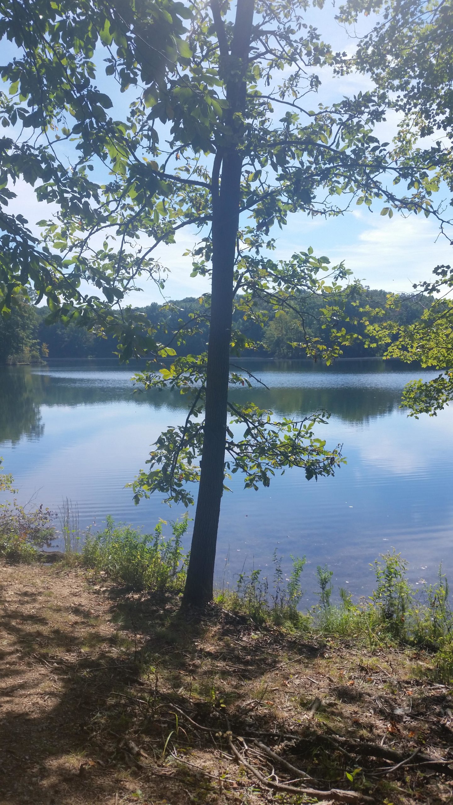 A tranquil lakeside scene featuring a tall tree with green leaves in the foreground, framing a calm body of water reflecting the sky and surrounding greenery. The background shows a wooded area, indicating a peaceful natural setting. Clopper Lake mountain bike trail.