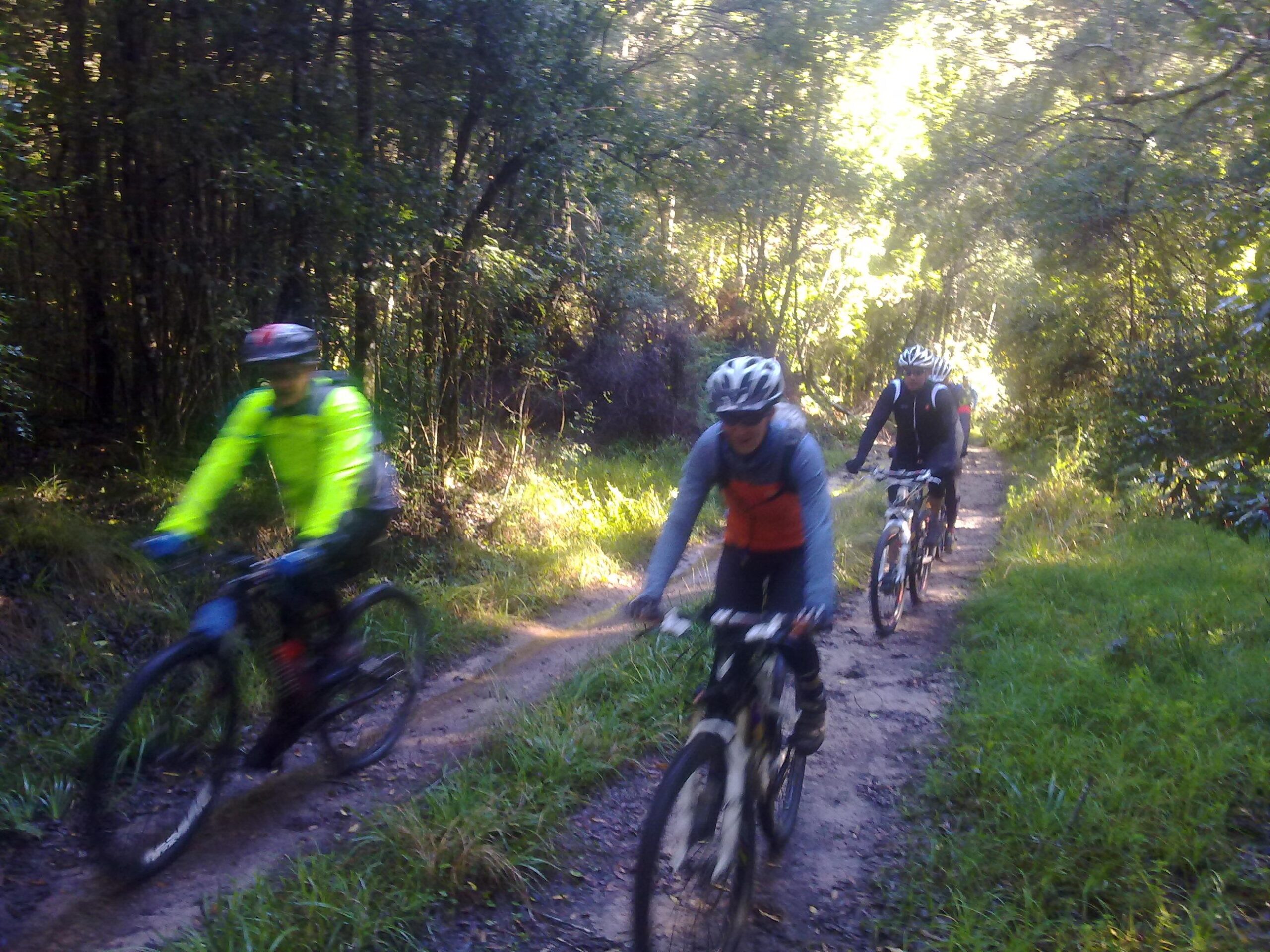 Four mountain bikers riding on a narrow dirt trail surrounded by lush green vegetation. The riders wear helmets and bright clothing, with one cyclist in a neon yellow jacket. The scene is illuminated by sunlight filtering through the trees, creating a vibrant outdoor atmosphere. Knysna Oyster Fest 50 mountain bike trail.