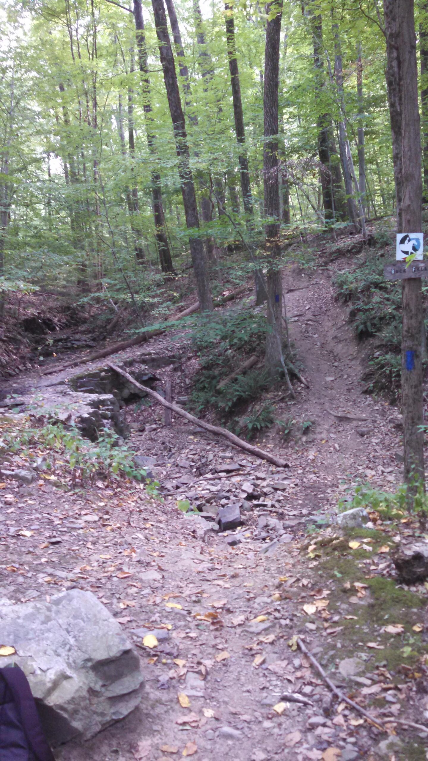 A tranquil forest scene featuring a dry creek bed bordered by mossy rocks and surrounded by tall trees with lush green leaves. A narrow dirt path ascends on the right, with scattered leaves on the ground. A rustic wooden sign with a recycling symbol is visible on a nearby tree. Green Lane mountain bike trail.