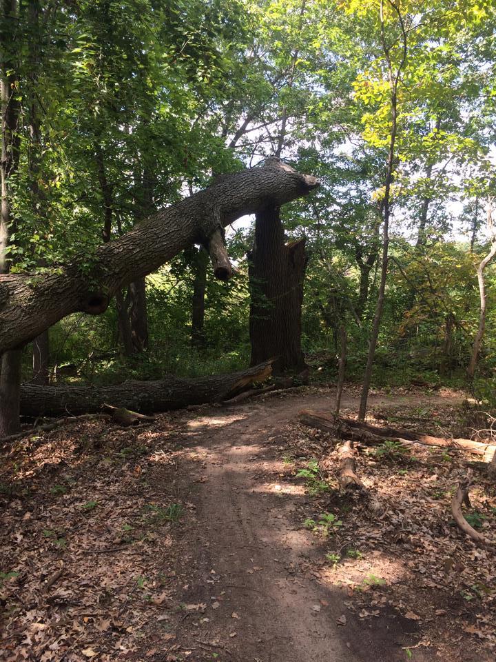 A forest pathway with a fallen tree arching over the trail, surrounded by tall trees and greenery. The ground is covered with dry leaves, and sunlight filters through the foliage, casting dappled shadows on the path. Bonneyville Mill mountain bike trail.