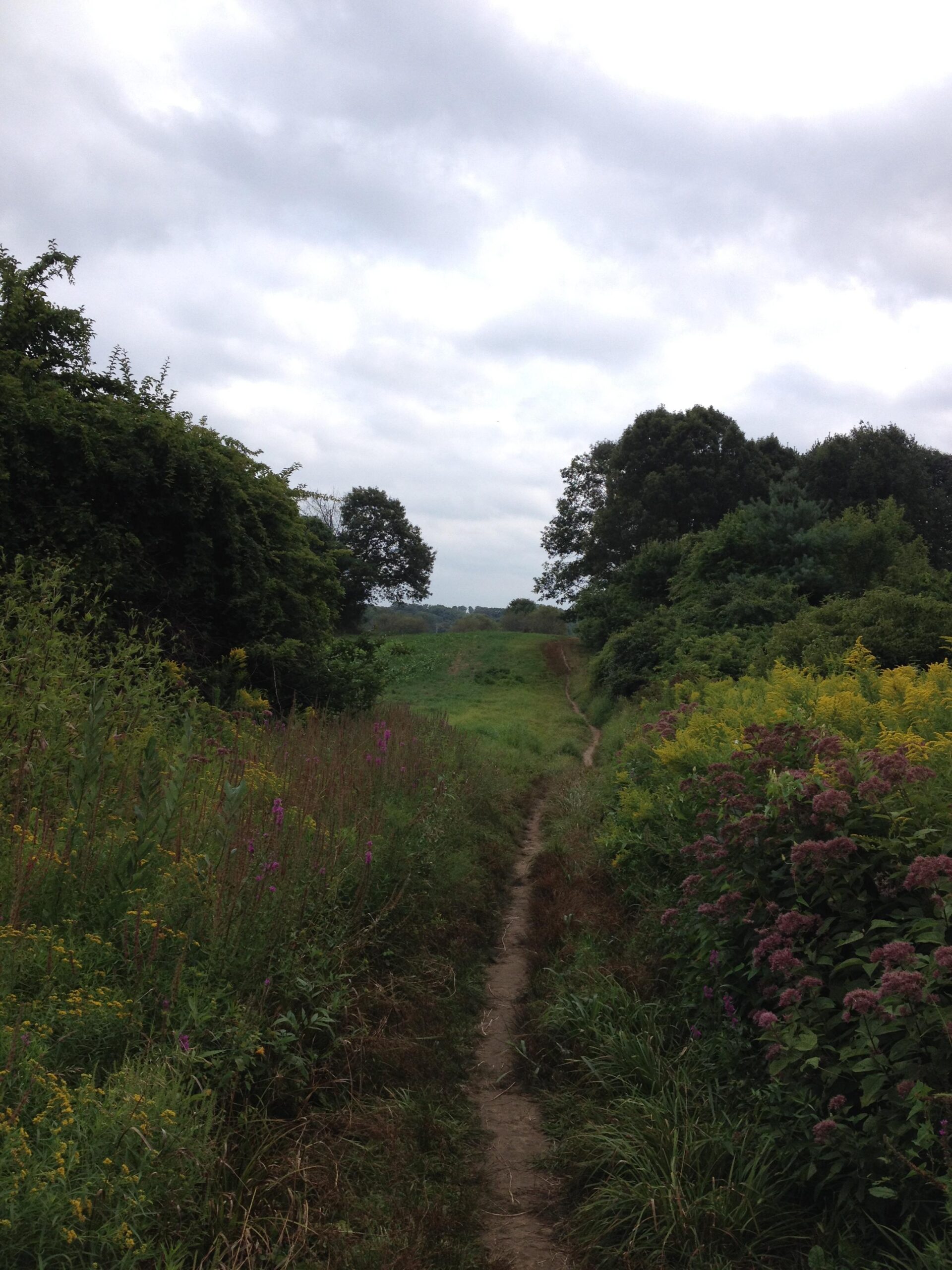 A narrow dirt path winding through lush greenery and wildflowers, leading into an open field under a cloudy sky. Trees line the sides of the path, adding depth to the natural scenery. Callahan State Park mountain bike trail.