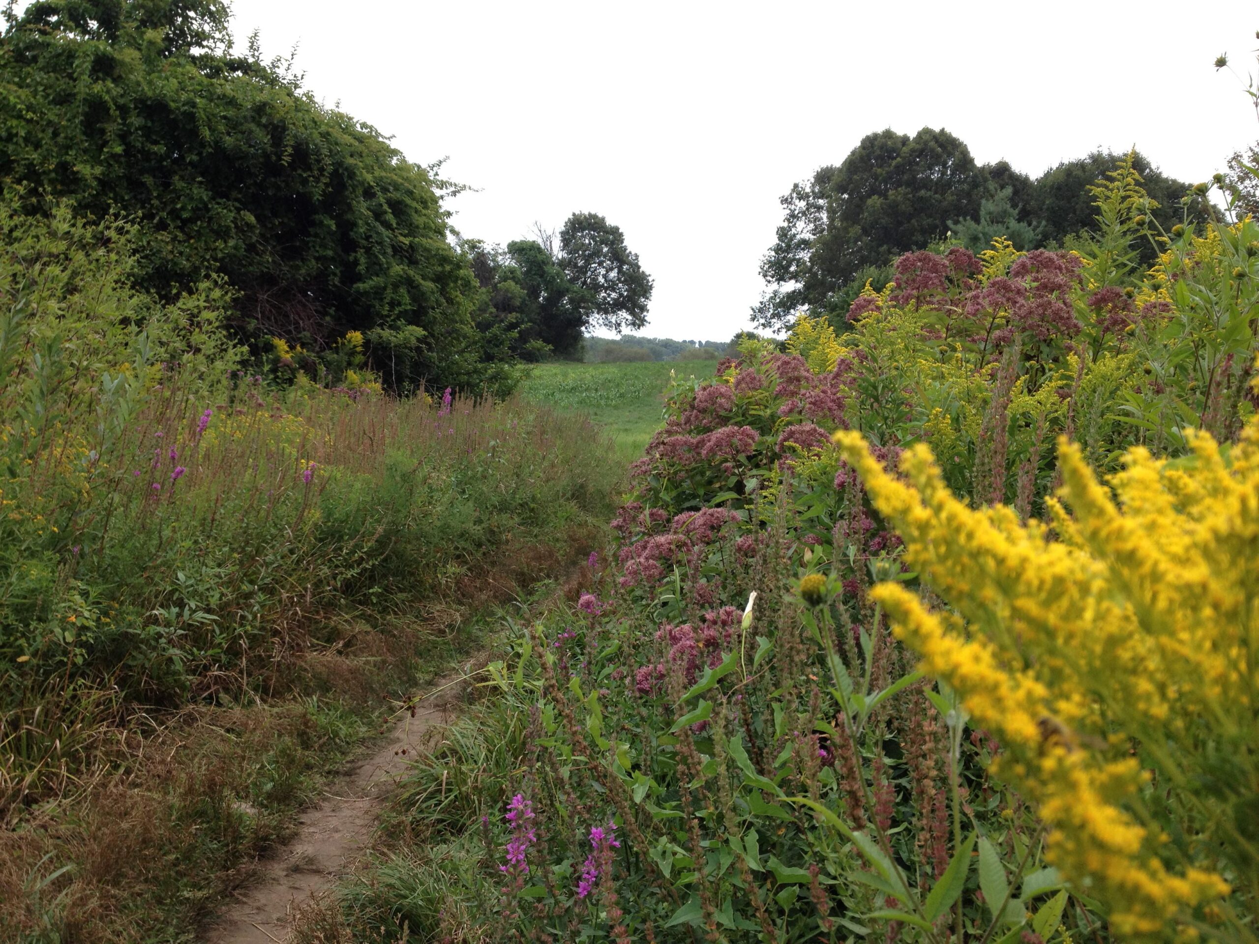 A walking path bordered by vibrant wildflowers, including yellow goldenrod and purple blooms, leads through a lush, green landscape with trees in the background under a cloudy sky. Callahan State Park mountain bike trail.