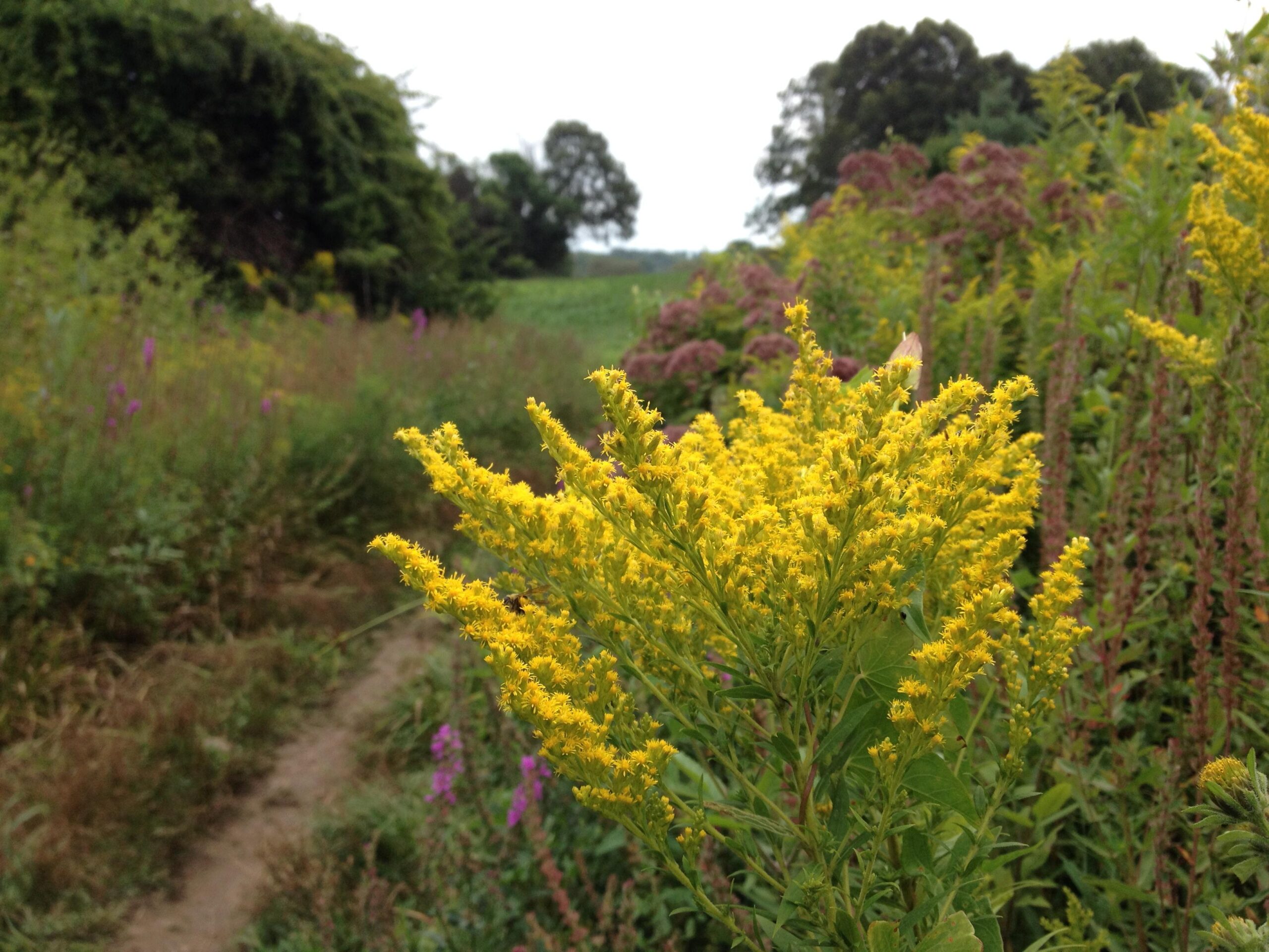 A vibrant cluster of yellow wildflowers stands in the foreground, surrounded by a lush, green landscape. In the background, a winding dirt path cuts through the overgrown vegetation, with hints of purple flowers visible. The scene is set under an overcast sky, contributing to a serene, natural atmosphere. Callahan State Park mountain bike trail.