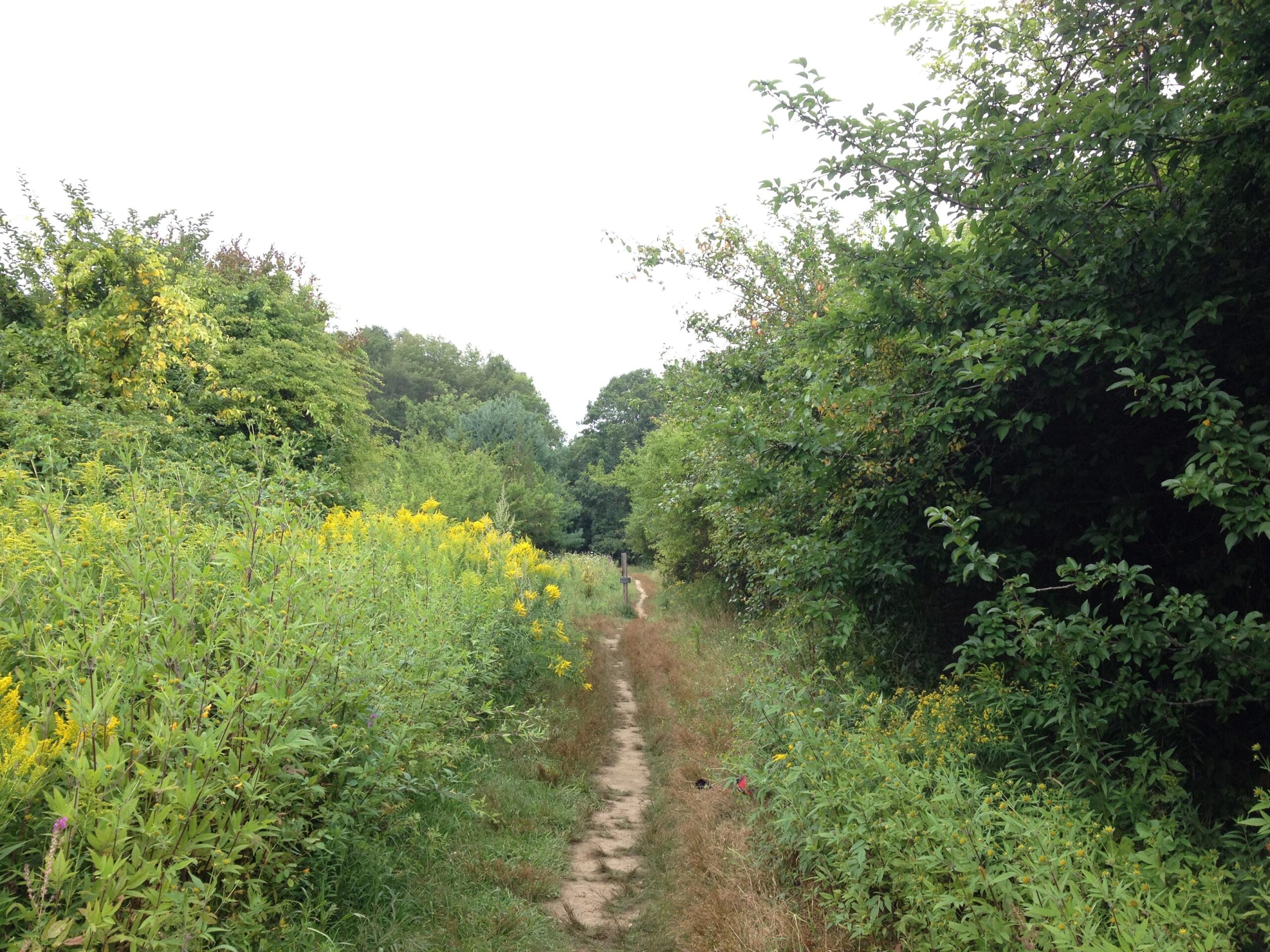 A narrow dirt path surrounded by lush green foliage and wildflowers, leading through a natural area with trees in the background under a cloudy sky. Callahan State Park mountain bike trail.