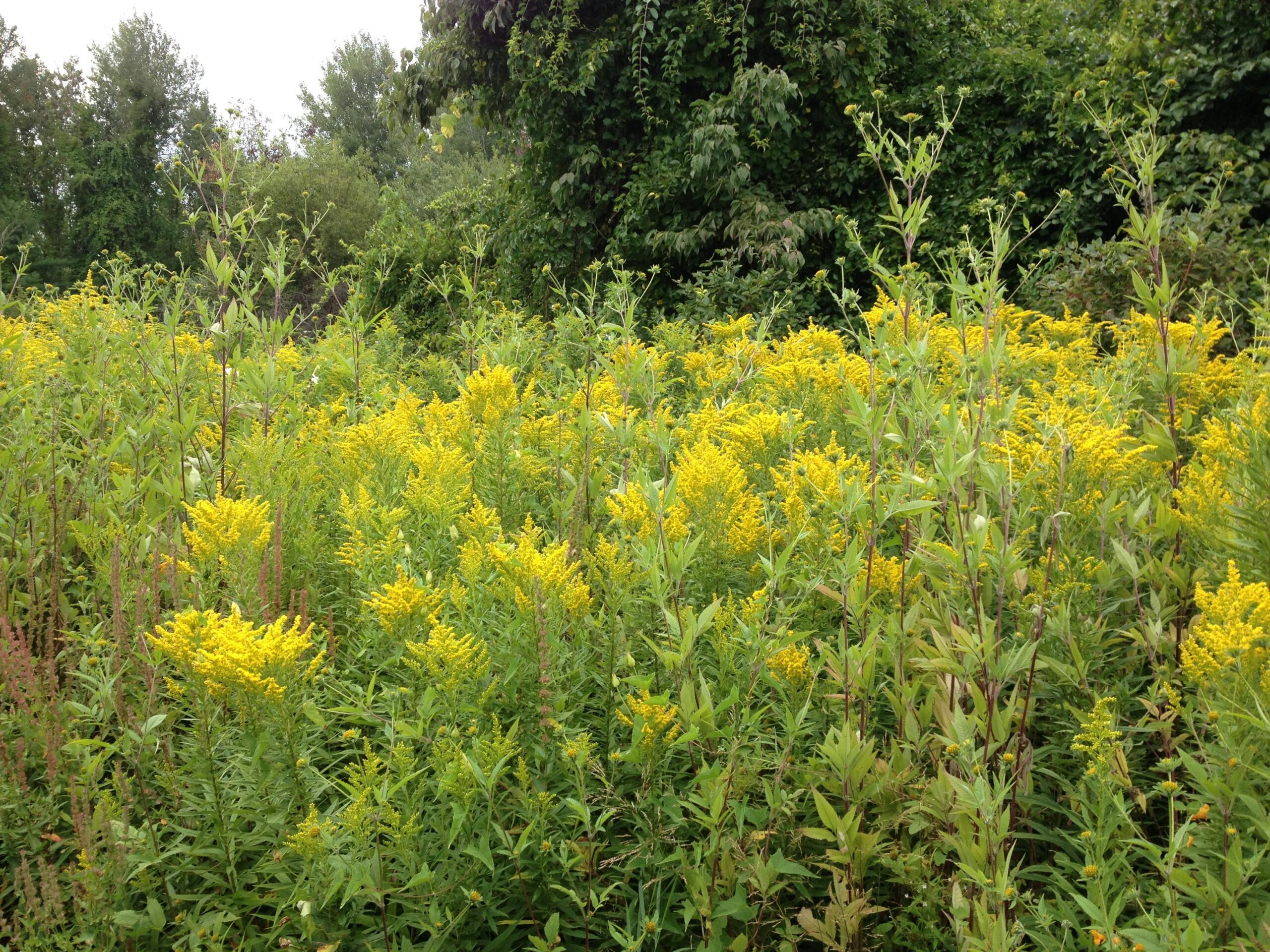 A field of vibrant yellow wildflowers surrounded by lush green foliage under a cloudy sky. The flowers are densely clustered, creating a bright, cheerful landscape. Callahan State Park mountain bike trail.