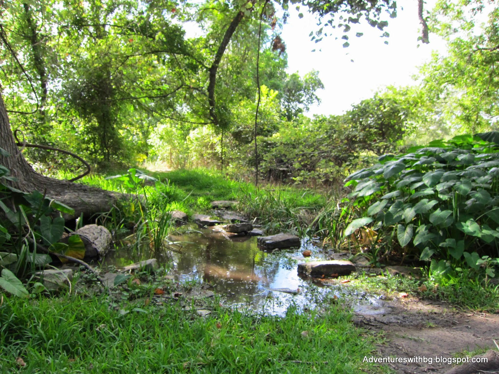 A serene forest scene featuring a narrow path bordered by lush greenery, a small stream with visible rocks, and sunlight filtering through the trees, creating a tranquil atmosphere. Goodwater Trail mountain bike trail.