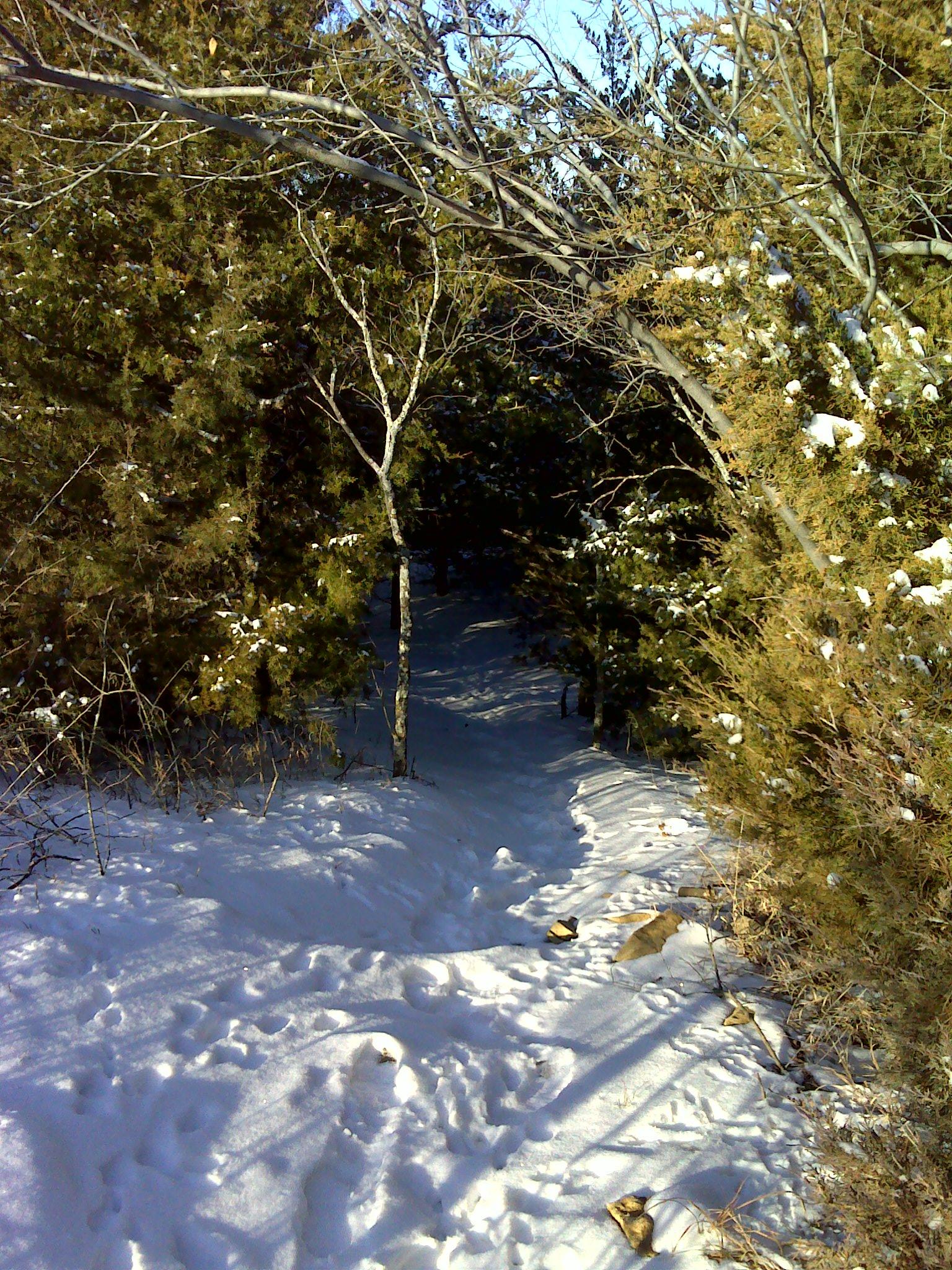 A snow-covered pathway winding through a forest of evergreen and leafless trees under a clear blue sky. Camp Alexander Trails mountain bike trail.