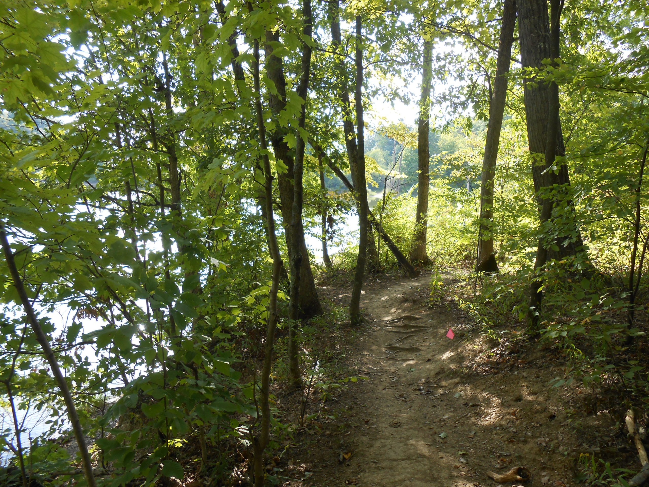 A scenic pathway meandering through a lush forest, surrounded by green leaves and tall trees. The trail leads toward a body of water visible in the background, with a hint of sunlight filtering through the foliage, creating a serene and inviting atmosphere. Alum Creek Phase I mountain bike trail.