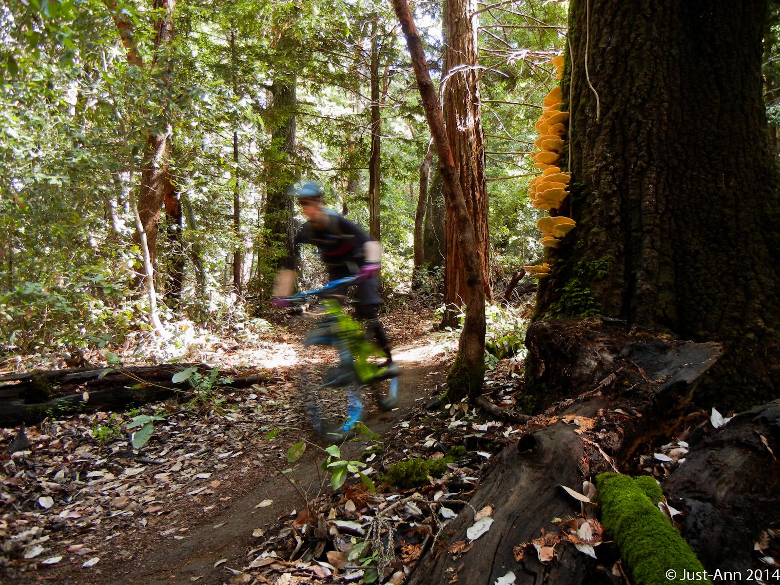 A mountain biker rides along a narrow forest trail, surrounded by lush greenery and tall trees. The biker is slightly blurred in motion, conveying a sense of speed and adventure. Bright yellow mushrooms grow on a nearby tree trunk, adding a splash of color to the serene woodland scene. The forest floor is covered in fallen leaves and foliage, enhancing the natural atmosphere. Forest Of Nisene Marks and Soquel Demonstration Forest mountain bike trail.