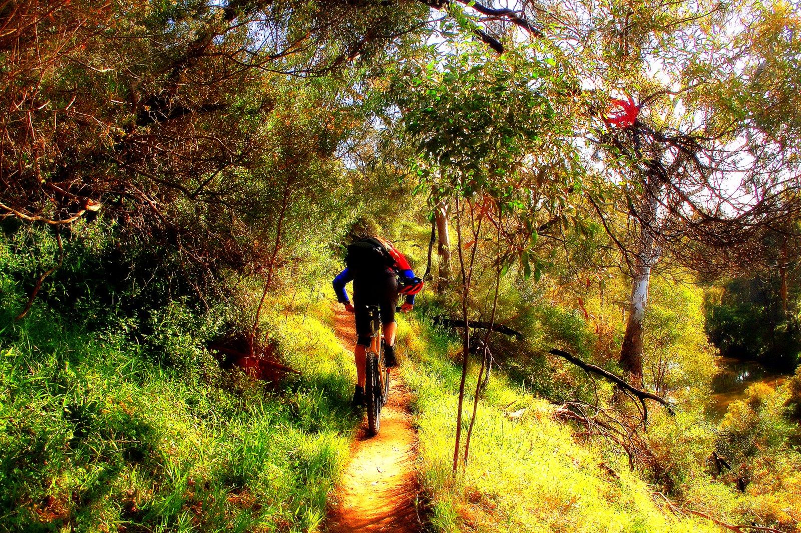 A mountain biker riding along a narrow, sunlit trail surrounded by lush greenery and trees. The path winds through a vibrant landscape filled with colorful foliage, creating an inviting atmosphere for outdoor adventure. Yarra Trails mountain bike trail.