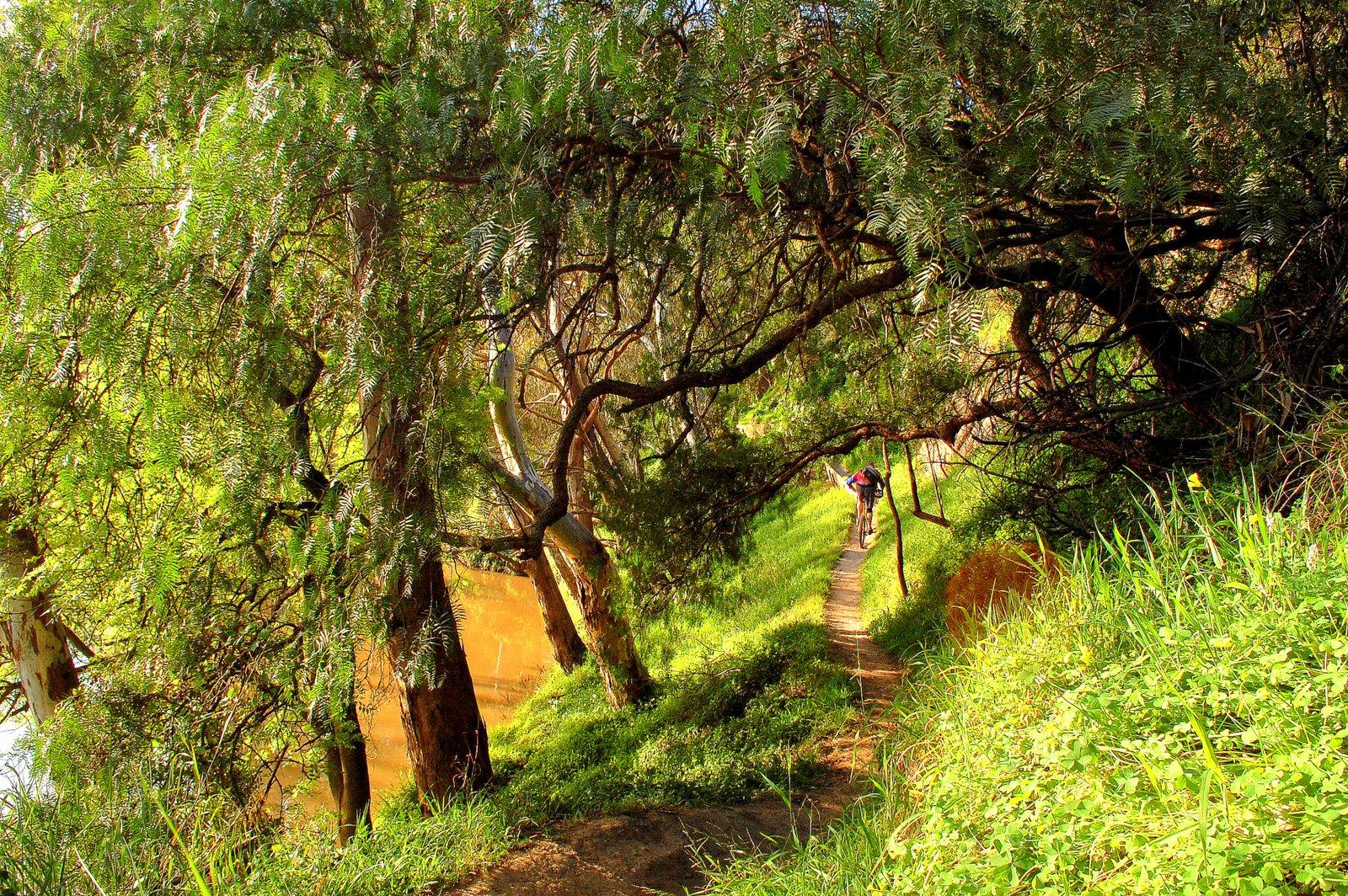 A winding dirt path surrounded by lush greenery, with tall trees arching overhead and a serene water body visible nearby. A person can be seen walking along the trail, immersed in the natural landscape. The scene is bright and vibrant, showcasing the beauty of the outdoors. Yarra Trails mountain bike trail.
