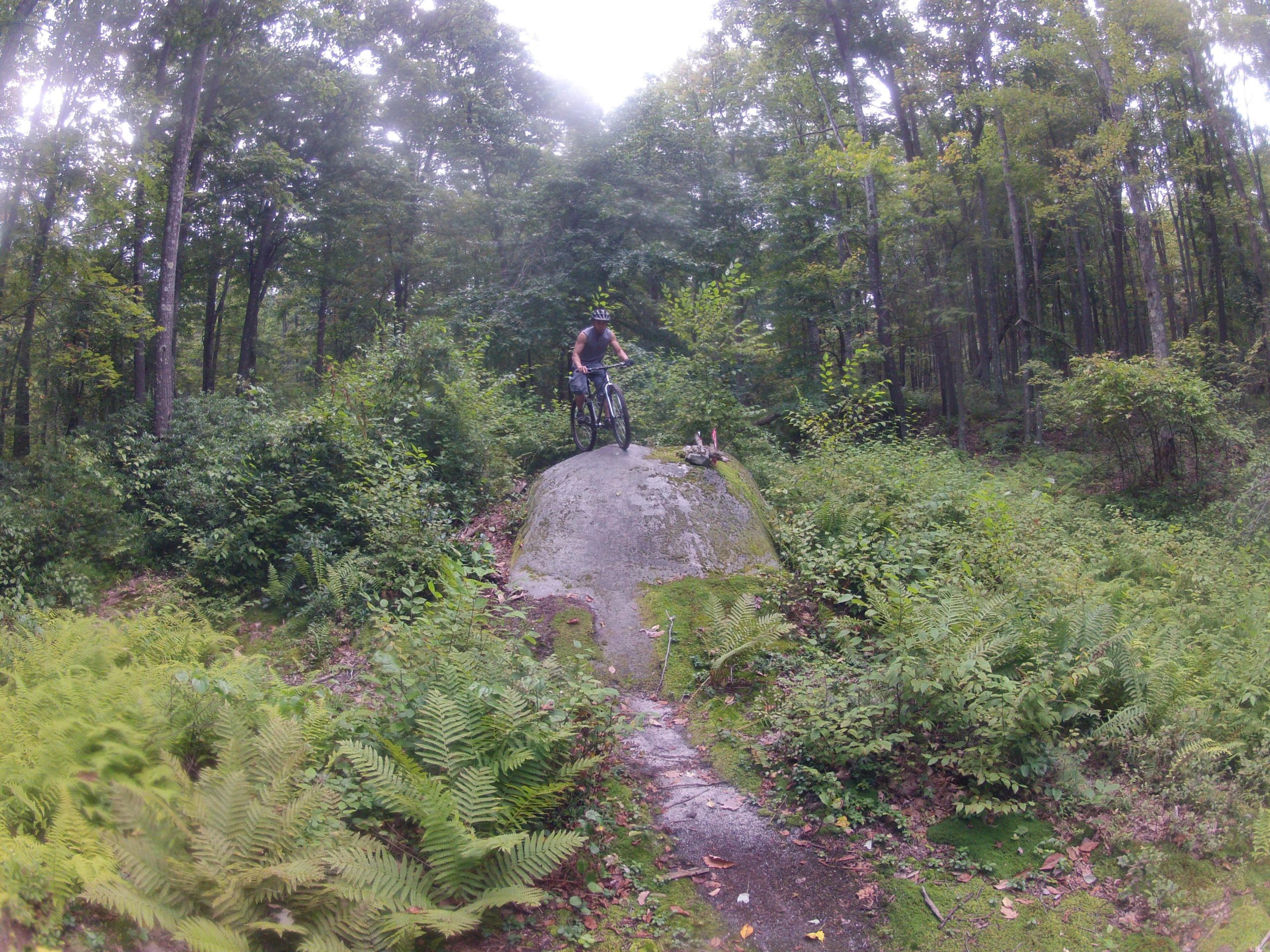 A person riding a mountain bike down a large rock formation in a lush, green forest. Ferns and various plants surround the area, with tall trees providing a canopy overhead. The scene captures an adventurous outdoor moment in nature. Big Bear Lake Trail Center mountain bike trail.