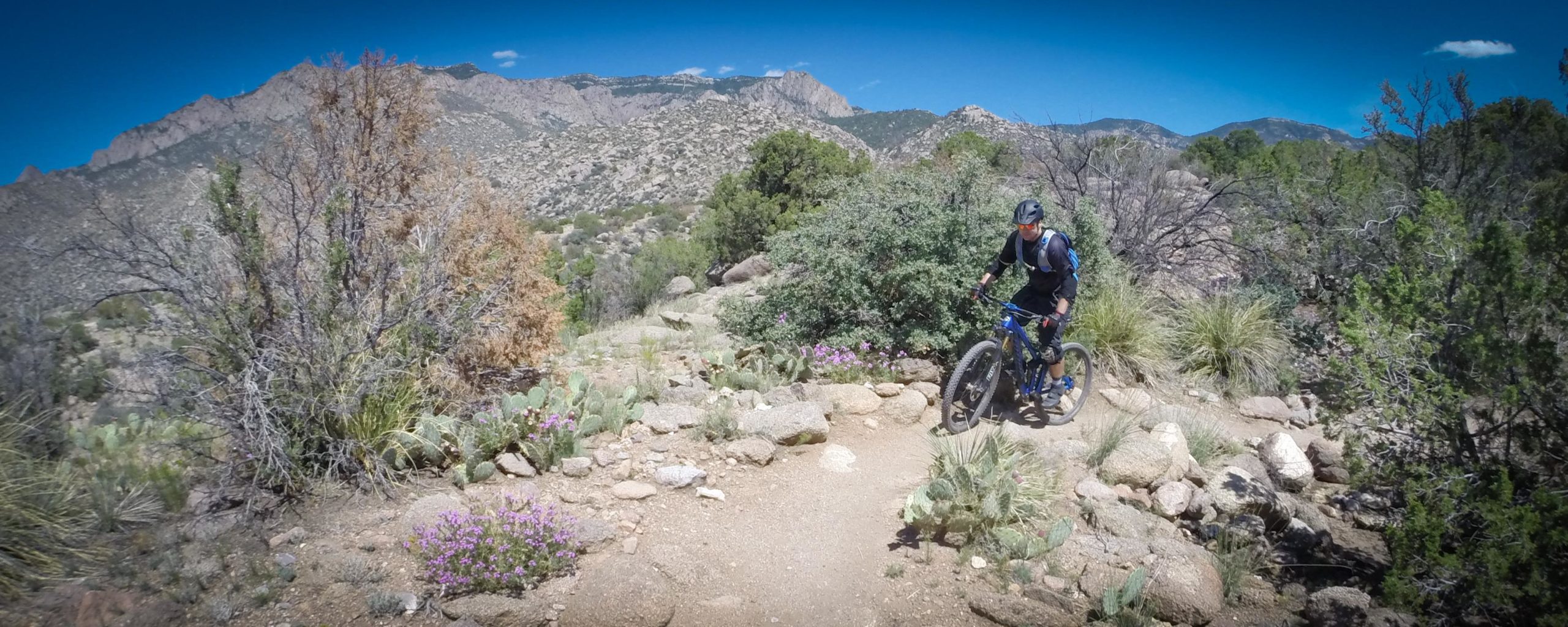 A mountain biker navigating a rocky trail surrounded by diverse desert vegetation, including cacti and wildflowers, with a backdrop of rugged mountains and a clear blue sky. Sandia Mountains Foothill Trail mountain bike trail.