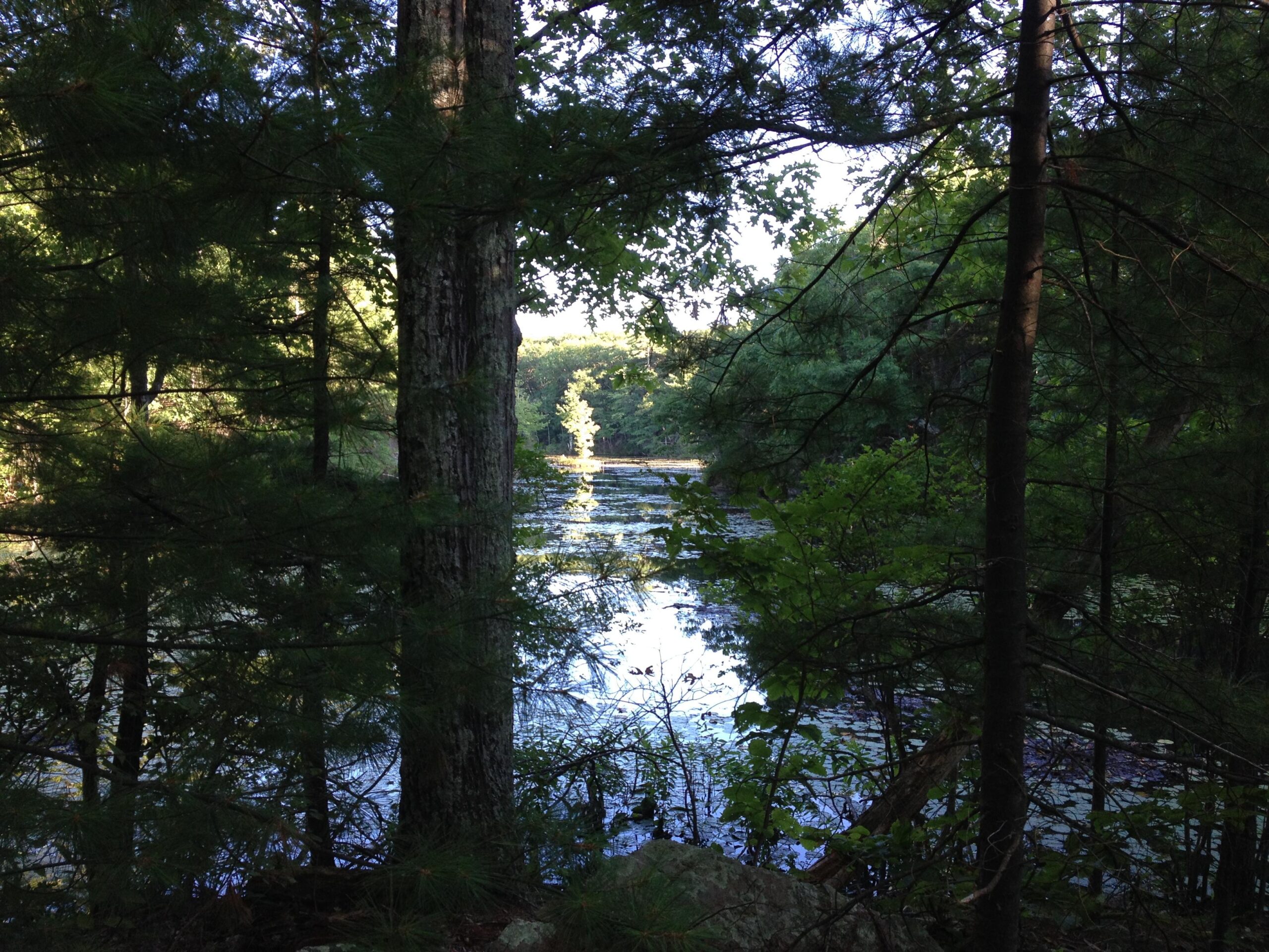Serene view of a tranquil lake surrounded by lush green trees, with sunlight reflecting off the water's surface, creating a peaceful natural scene. Harold Parker State Forest mountain bike trail.