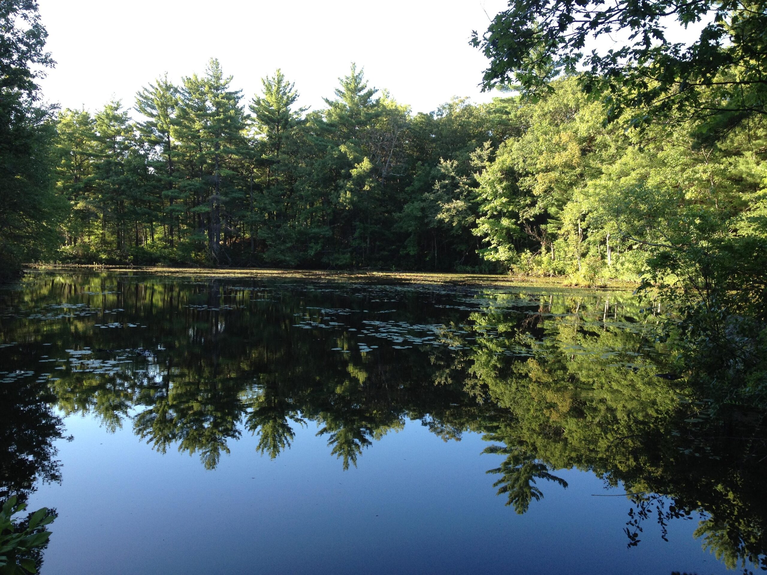 A serene landscape featuring a calm lake surrounded by lush green trees. The still water reflects the trees and clear blue sky, creating a peaceful and natural atmosphere. Water lilies can be seen floating on the surface, adding to the tranquil scene. Harold Parker State Forest mountain bike trail.