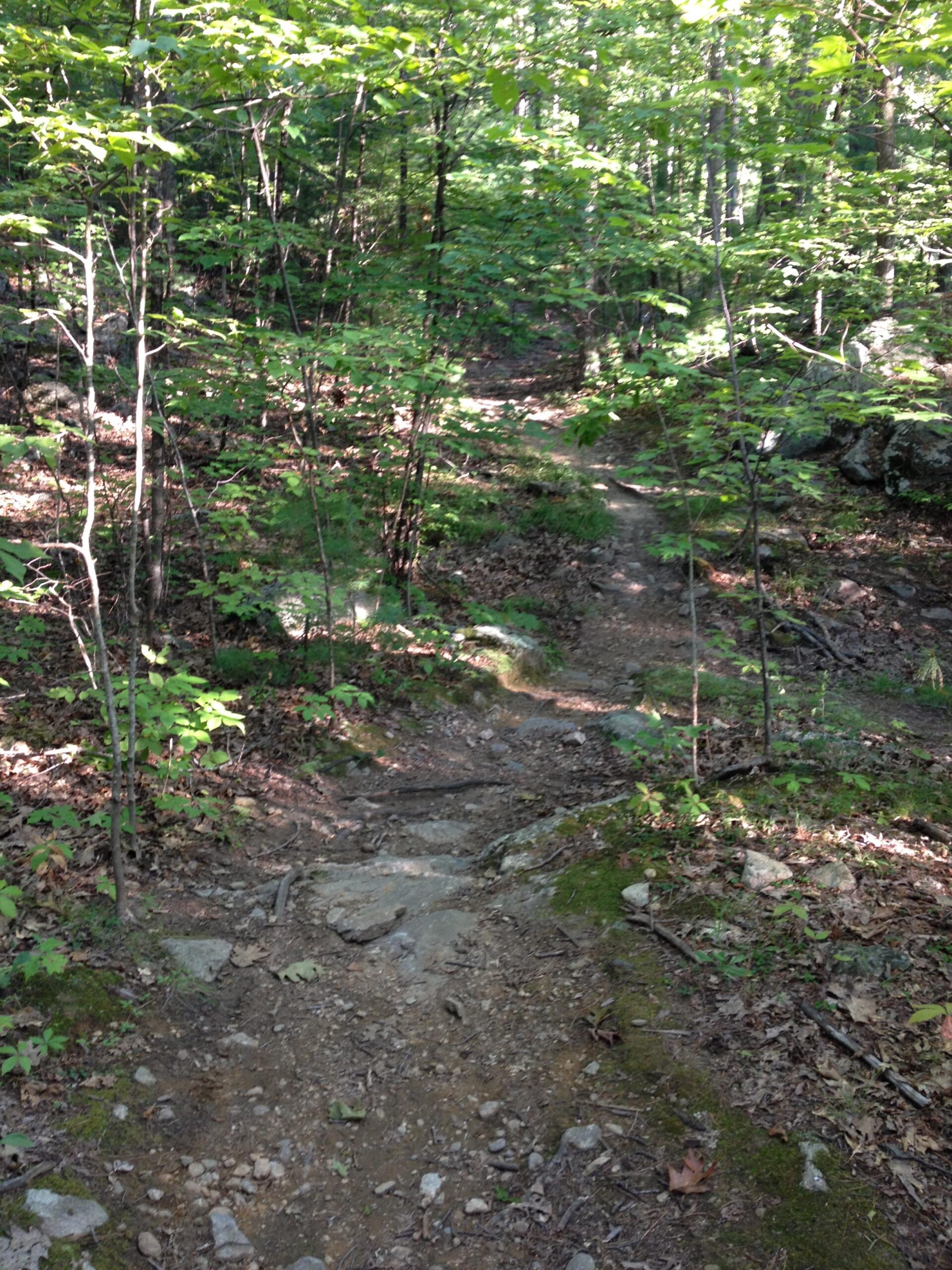 A narrow dirt trail winding through a dense forest, surrounded by green foliage and small trees. The path is slightly uneven with rocks and roots visible, indicating a natural and rugged hiking route. Sunlight filters through the leaves, creating a dappled effect on the ground. Harold Parker State Forest mountain bike trail.