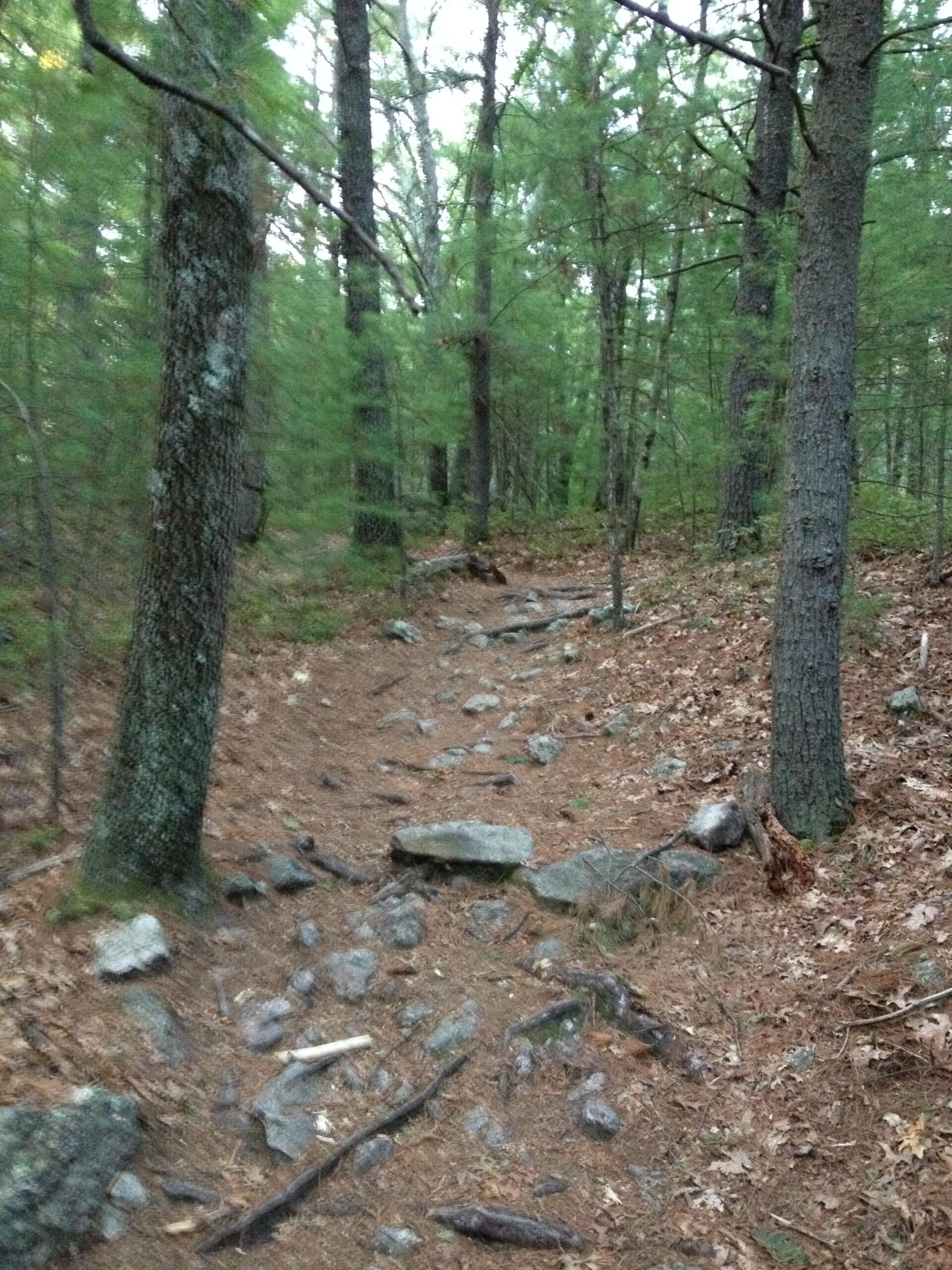 A narrow, uneven hiking trail winding through a forest, surrounded by tall trees and scattered rocks on the ground, with patches of fallen leaves and twigs visible along the path. The lighting is soft, suggesting early evening or late afternoon. Harold Parker State Forest mountain bike trail.
