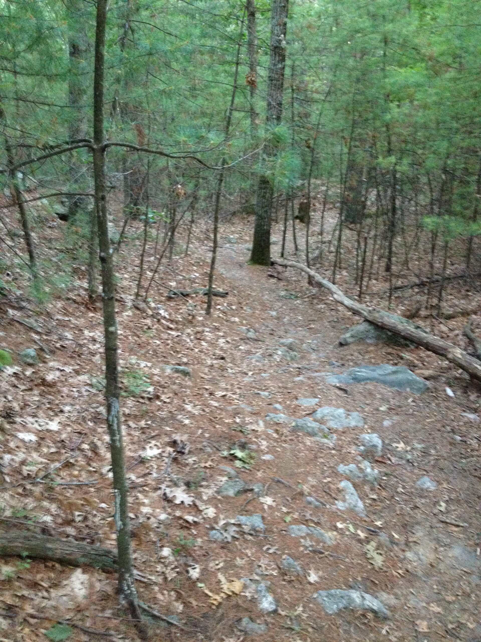 A narrow, winding trail through a dense forest, surrounded by tall trees and a carpet of fallen leaves and scattered rocks. The path is slightly rocky and slopes downward, showcasing a rugged natural landscape. Harold Parker State Forest mountain bike trail.