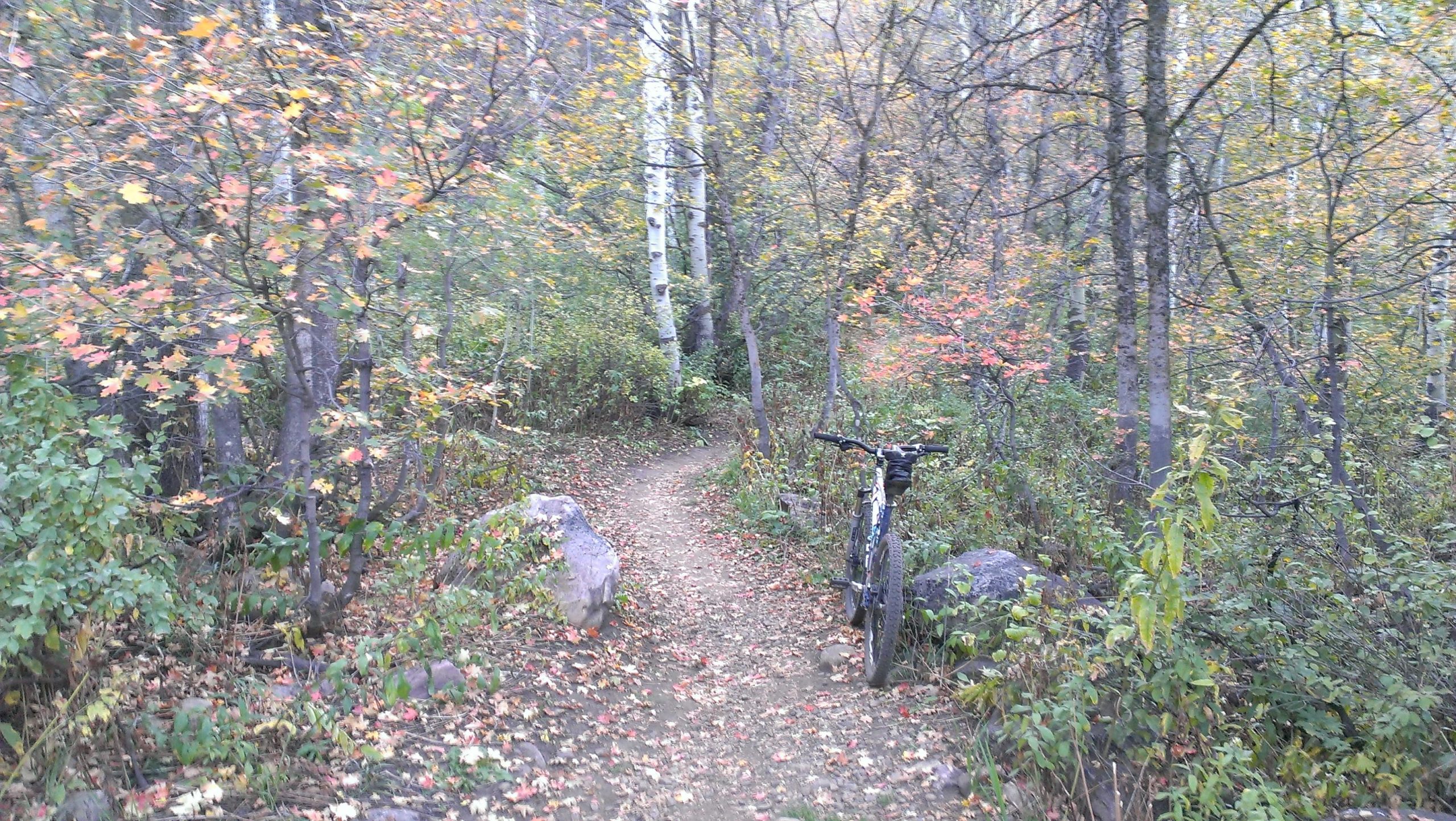 A narrow dirt path winding through a forested area adorned with trees displaying vibrant autumn foliage. A mountain bike leans against a rock on the side of the trail, surrounded by colorful leaves scattered on the ground. Snowbasin Resort mountain bike trail.