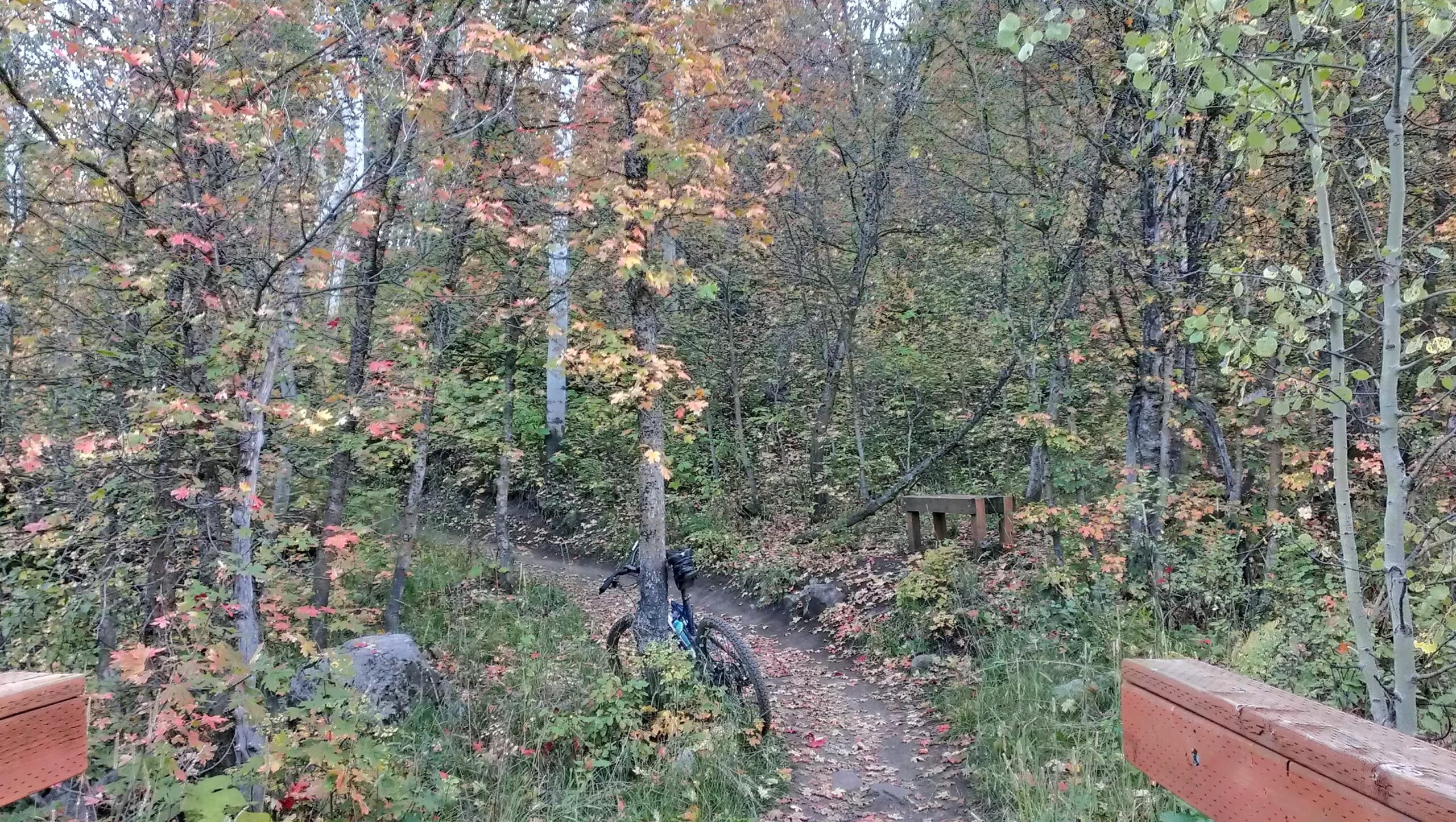 A bike resting against a tree along a winding trail surrounded by autumn foliage. The trees show colorful leaves in shades of red, orange, and yellow, set against a backdrop of green foliage. A wooden bench is visible in the distance on the right side of the path. Snowbasin Resort mountain bike trail.
