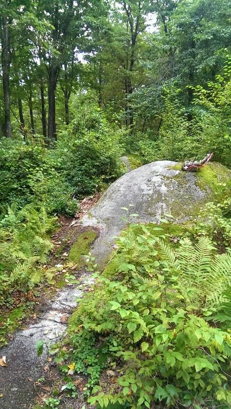 A large, moss-covered rock sits amidst dense greenery in a forested area, with a dirt path winding around it. Lush ferns and various plants surround the scene, creating a tranquil, natural environment. Big Bear Lake Trail Center mountain bike trail.