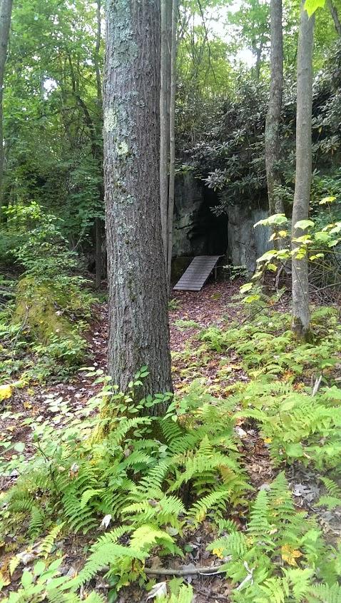A wooded area with a large tree in the foreground and ferns covering the ground. In the background, there is a rocky overhang with a dark entrance, leading into what appears to be a cave or shelter. The scene is surrounded by greenery and natural light filtering through the leaves. Big Bear Lake Trail Center mountain bike trail.