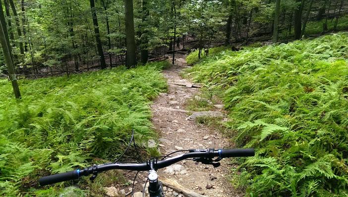 A mountain bike view looking down a rocky, narrow trail surrounded by vibrant green ferns and trees in a lush forest setting. Gambrill State Park mountain bike trail.