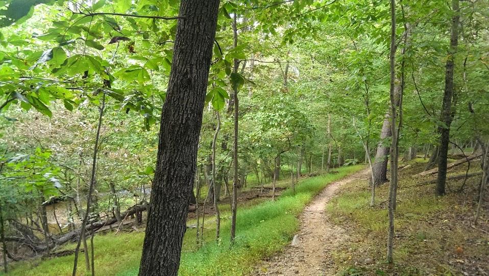A winding dirt path through a dense green forest, surrounded by tall trees and lush foliage. The sunlight filters through the leaves, creating a peaceful and natural atmosphere. Seneca Creek Greenway Trail mountain bike trail.