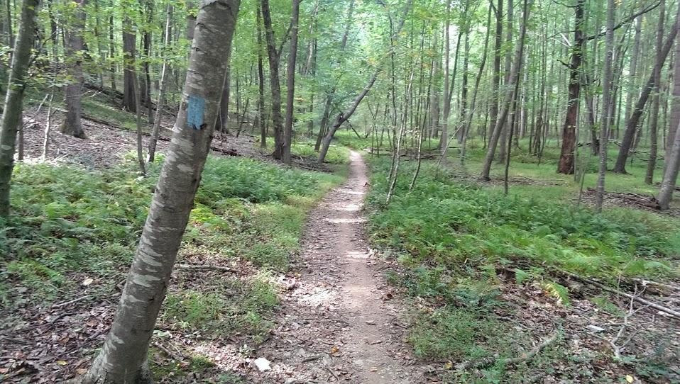 A winding dirt path leads through a lush green forest, surrounded by tall trees and rich undergrowth. A blue trail marker is visible on a nearby tree, indicating the direction of the path. Sunlight filters through the foliage, creating a serene and tranquil atmosphere in the woods. Lower Magruder Trail mountain bike trail.