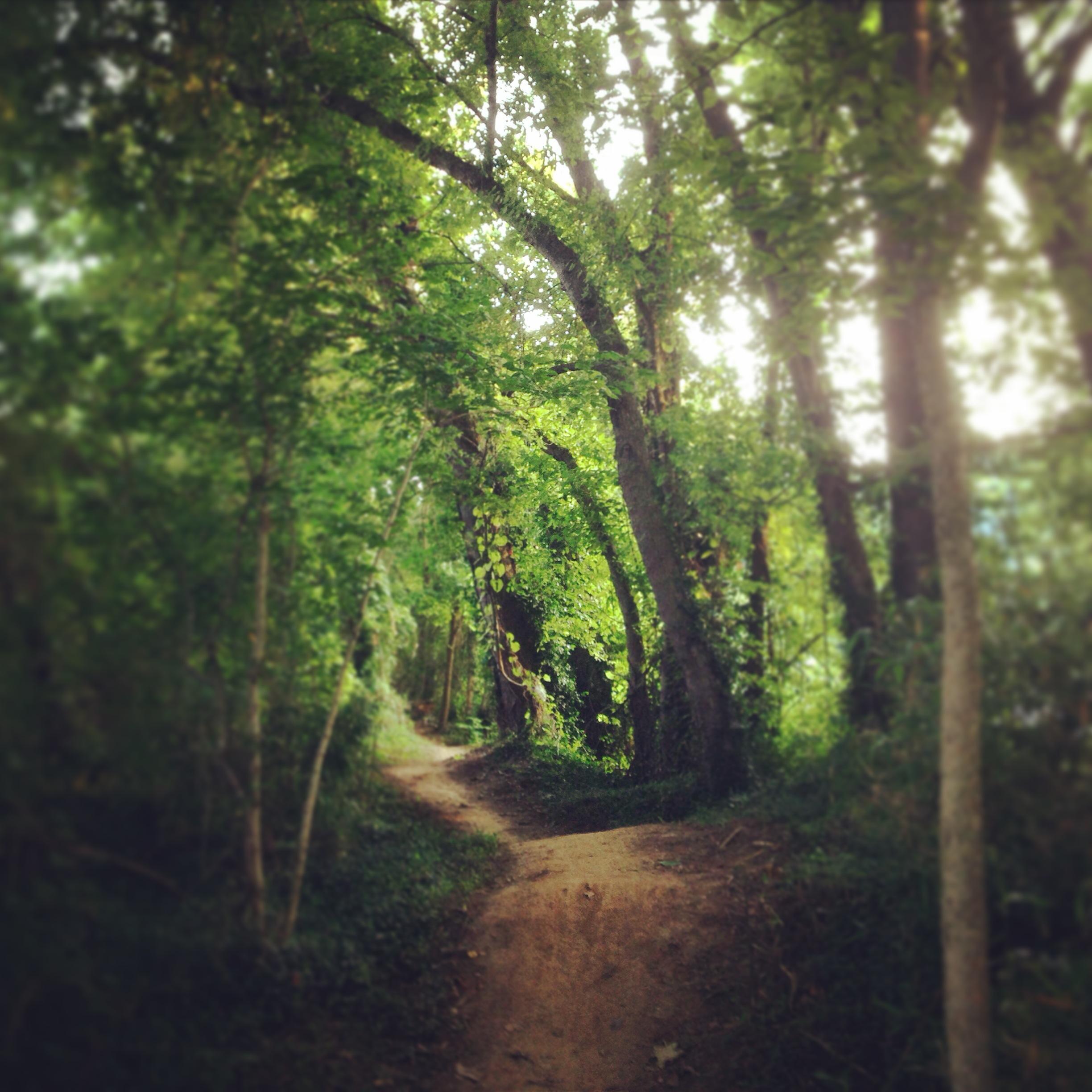 A winding dirt path through a lush green forest, surrounded by tall trees with dense foliage and dappled sunlight filtering through the leaves. Low Hollow mountain bike trail.
