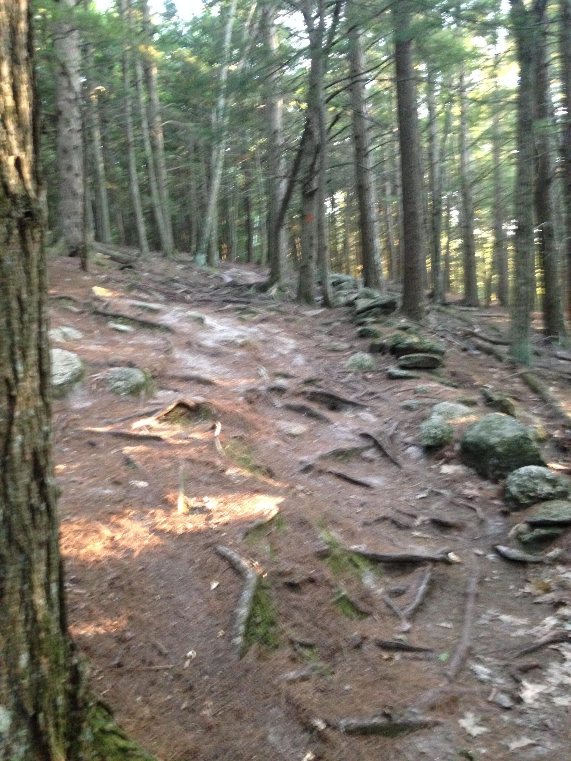 A winding trail through a dense forest, lined with tall trees and scattered rocks, with roots and pine needles covering the ground. Soft sunlight filters through the branches, illuminating parts of the path. Boundary Trail mountain bike trail.