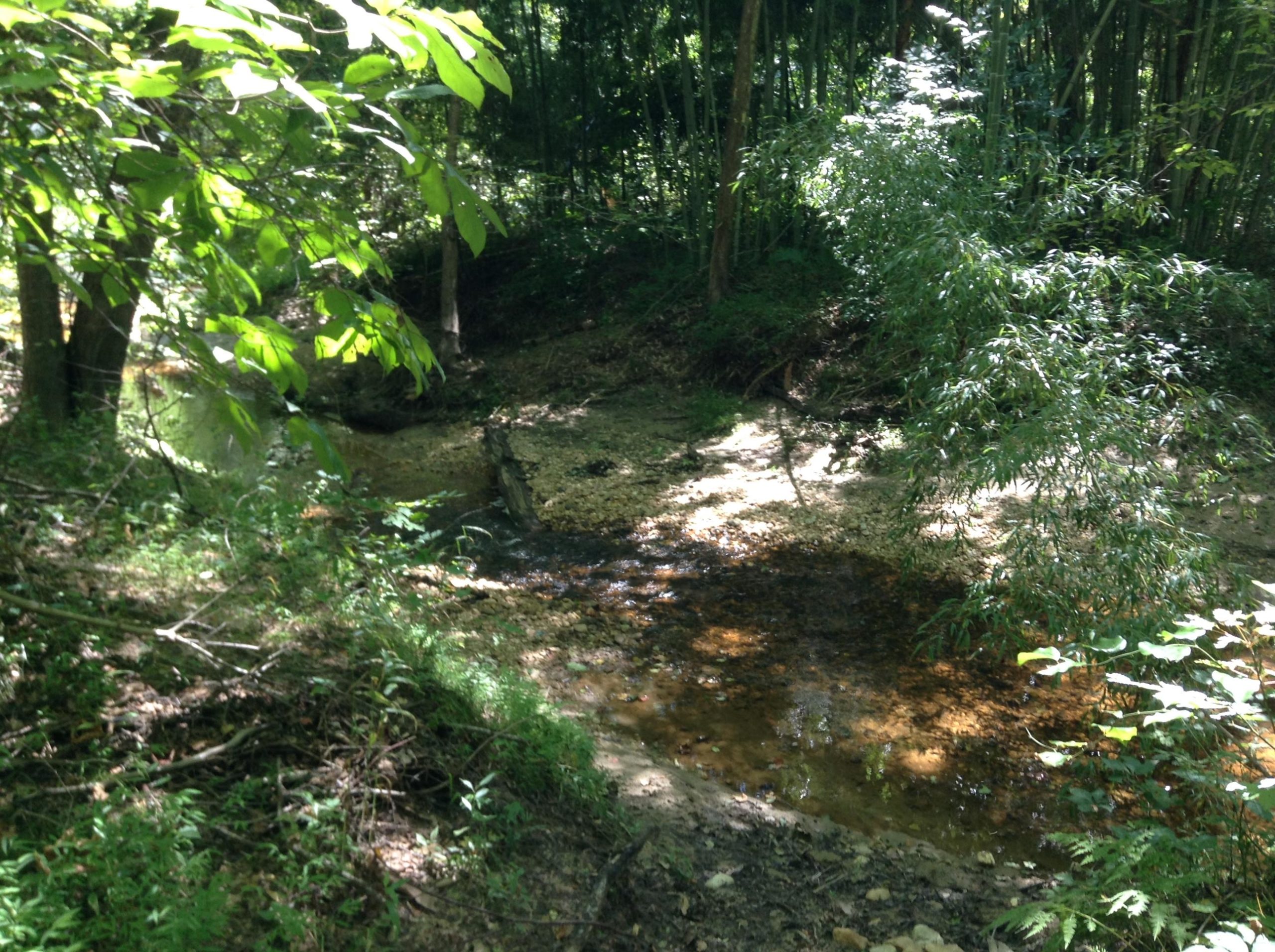 A serene forest scene featuring a shallow, gently flowing stream surrounded by lush greenery. Sunlight filters through the leaves, casting dappled shadows on the ground. The area has rocky banks and is bordered by trees, creating a tranquil, natural environment. Rappahanock River Trail mountain bike trail.