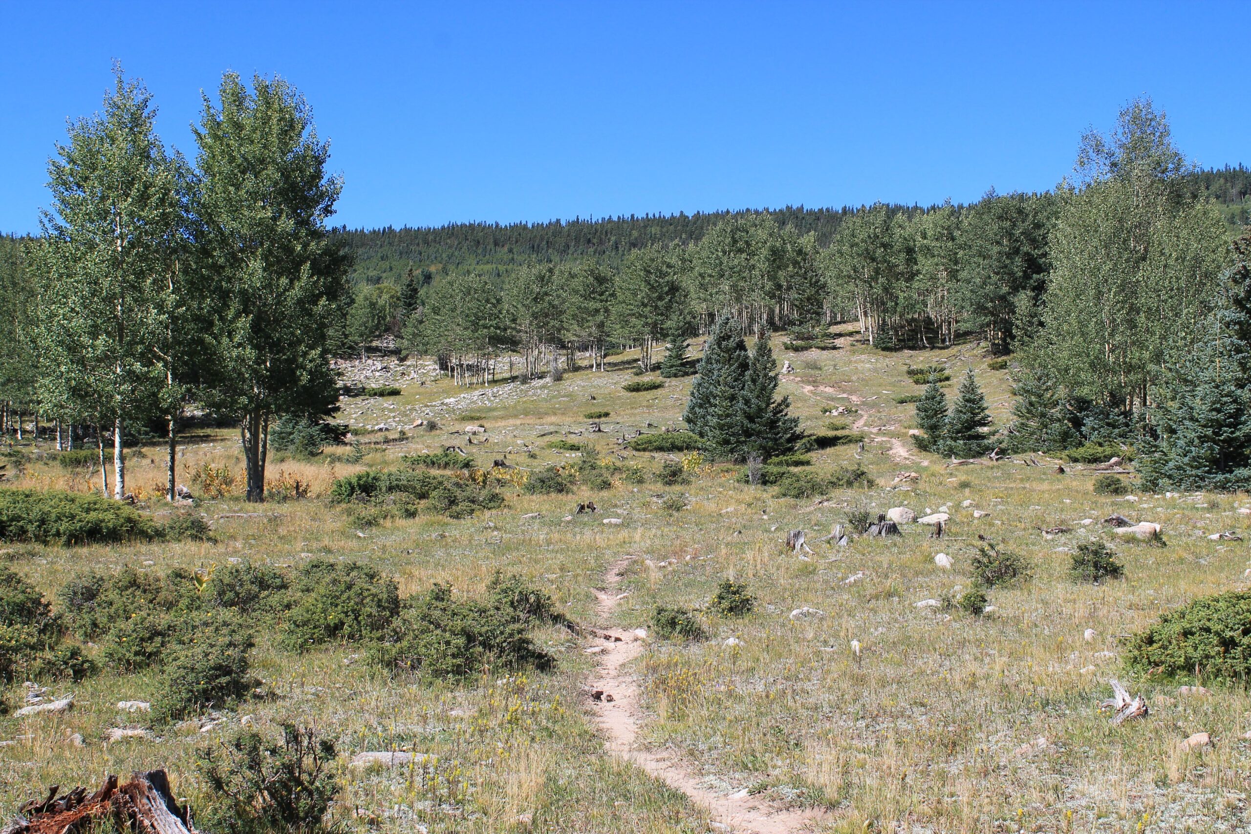 A tranquil landscape featuring a grassy meadow dotted with rocks and patches of shrubs. Tall aspen trees stand in clusters on the left, while fir trees are visible in the background, interspersed among rolling hills under a clear blue sky. A winding dirt path cuts through the meadow, inviting exploration into the scenic environment. South Boundary (164) mountain bike trail.