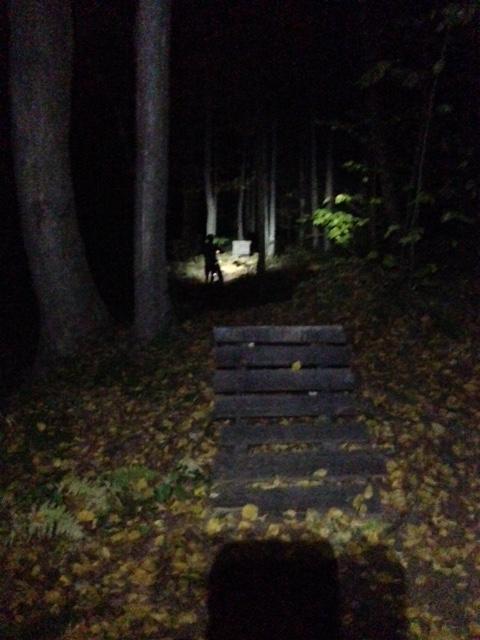 A dimly lit forest path at night, with a wooden bench in the foreground surrounded by fallen leaves. In the background, a faint light illuminates an area where a figure is partially visible, suggesting the presence of more trees. The scene conveys a mysterious and tranquil atmosphere. Moon Lake Park mountain bike trail.