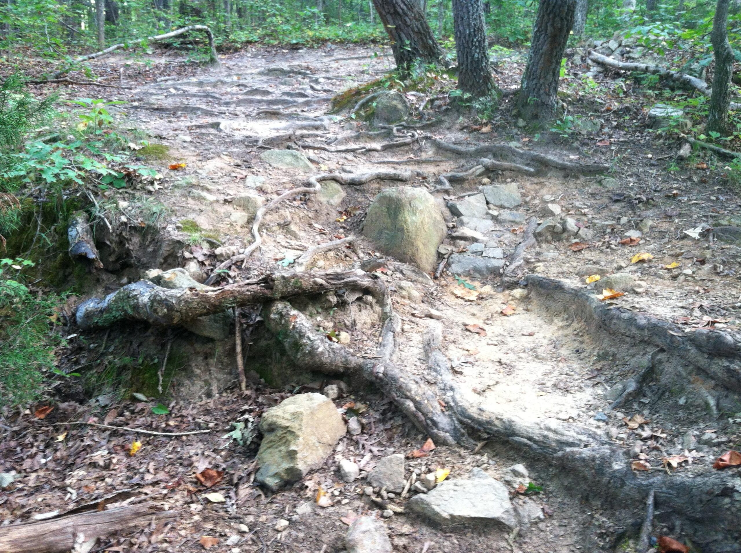 A rocky and uneven hiking trail surrounded by trees, featuring exposed tree roots and patches of dirt with scattered leaves. The path shows signs of use, with roots intertwined and protruding from the ground, creating a natural obstacle for walkers. Colonel Francis Beatty Park mountain bike trail.
