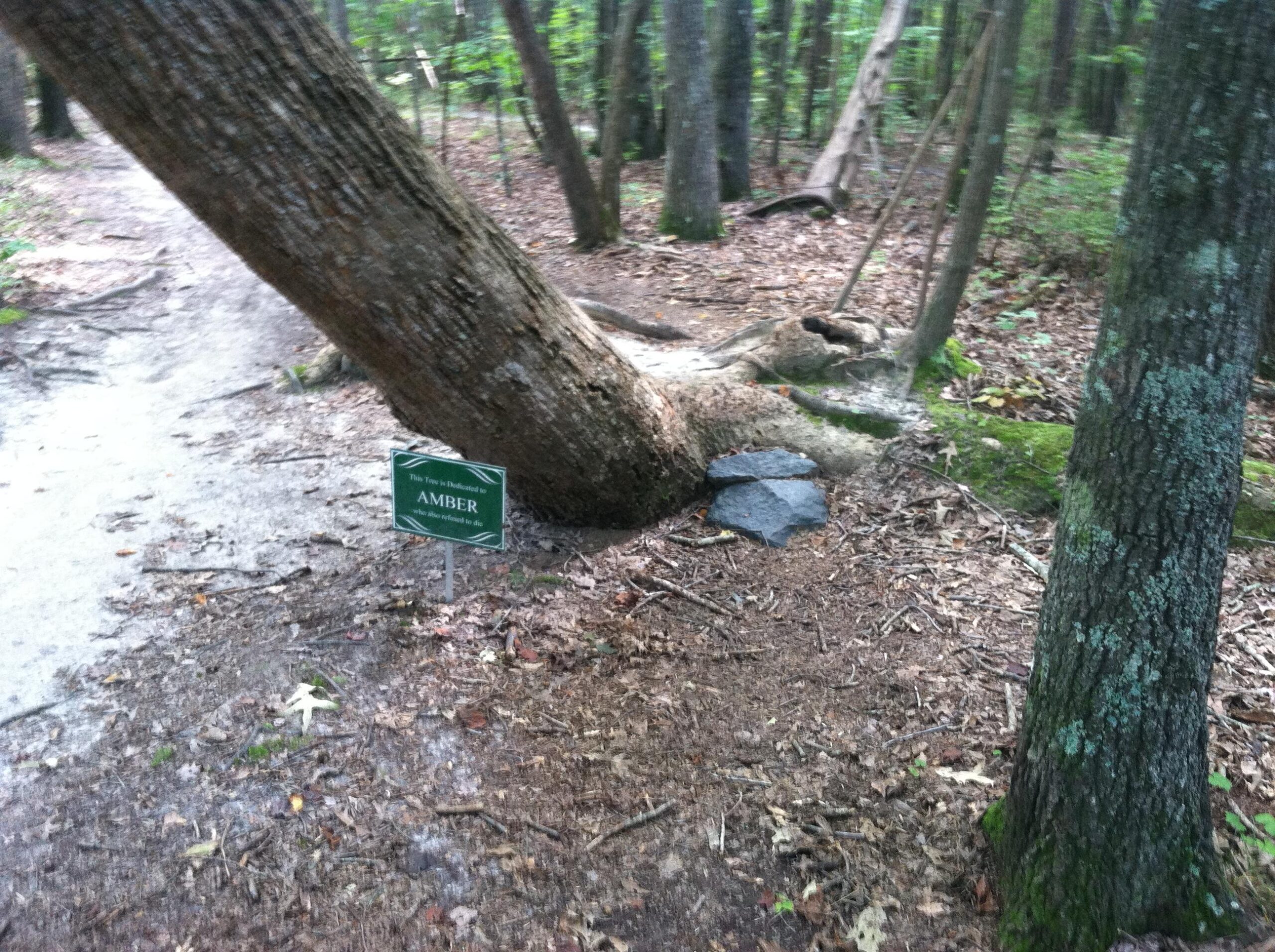 A leaning tree situated along a forest path, accompanied by a sign that reads "This Tree is Dedicated to AMBER." The surrounding area is covered in leaves and earthy soil, with some rocks nearby. Colonel Francis Beatty Park mountain bike trail.