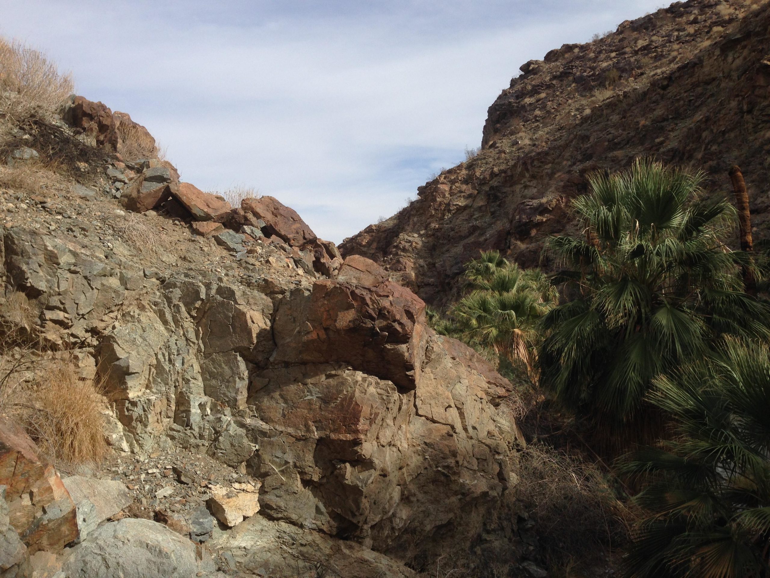 A rocky landscape with a steep cliffside on one side and a cluster of palm trees on the other. The terrain is mostly dry with patches of vegetation, and the sky above is partly cloudy. The Goat Trails mountain bike trail.