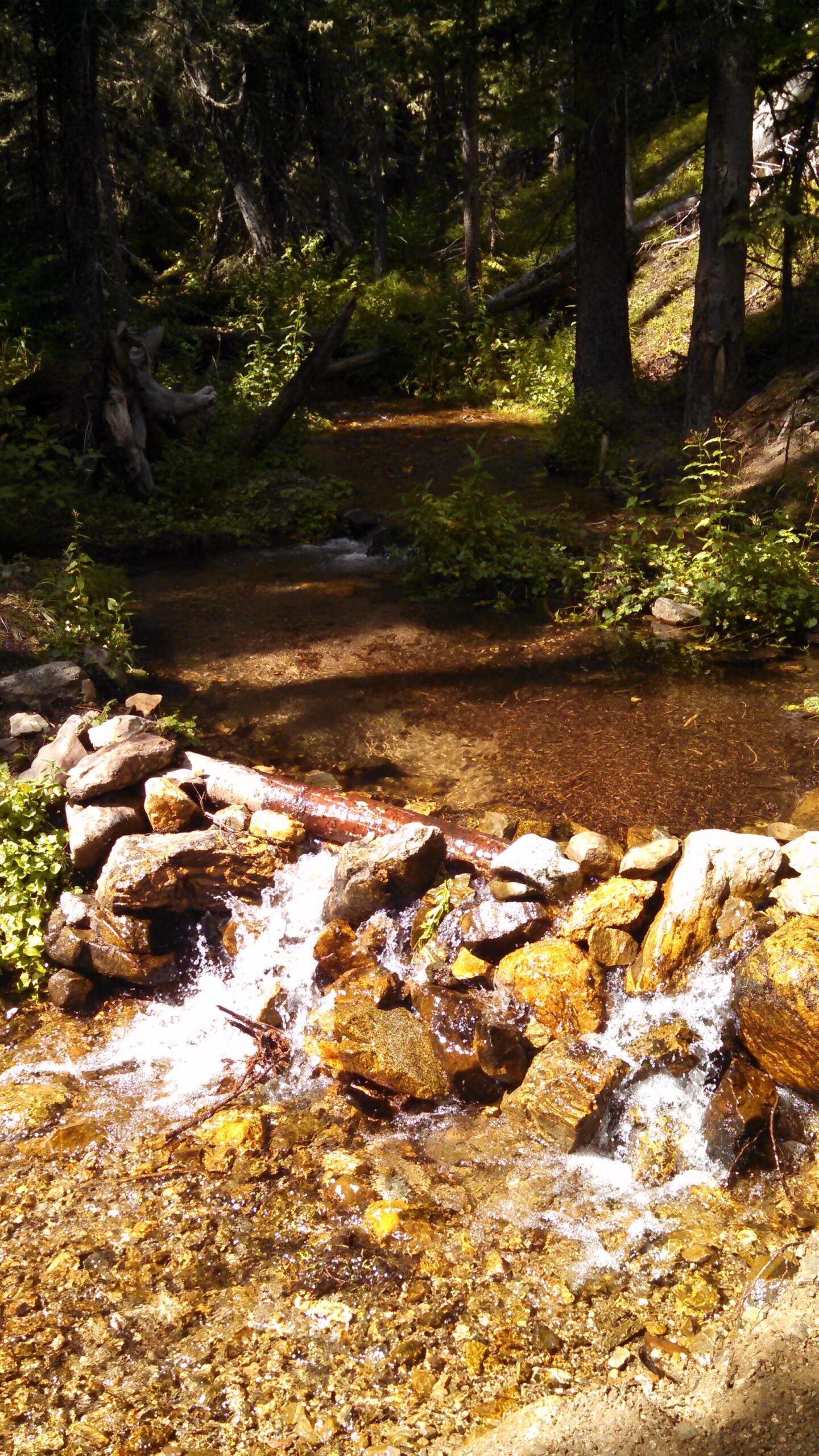 A tranquil forest scene featuring a flowing stream over smooth stones, surrounded by lush greenery and tall trees. Sunlight filters through the foliage, casting dappled shadows on the water and creating a serene atmosphere. Peaks Trail mountain bike trail.