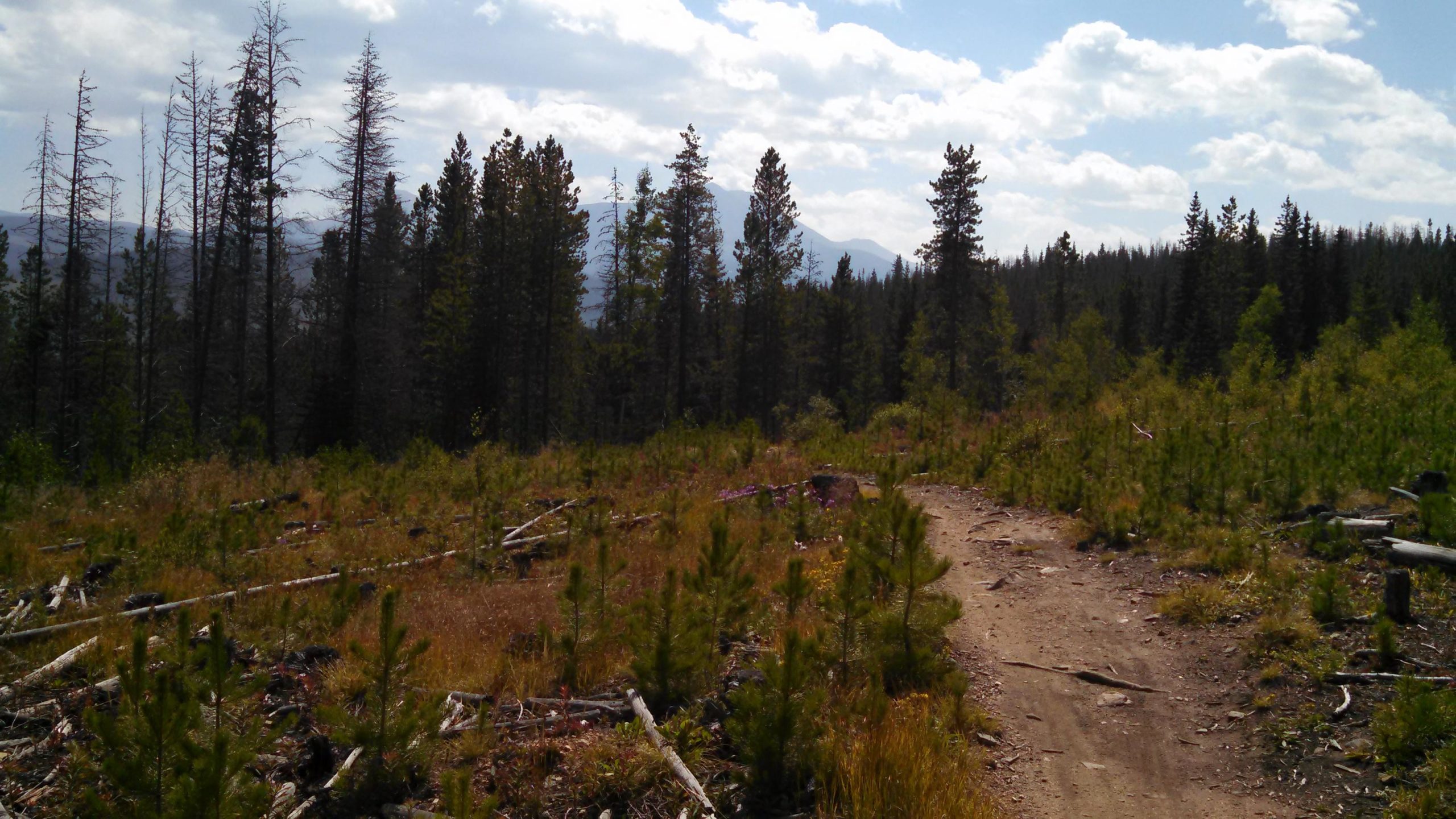 A scenic view of a forest with tall trees and a dirt path winding through it, surrounded by young greenery and underbrush. The sky is partly cloudy, and distant mountains are visible in the background. Peaks Trail mountain bike trail.