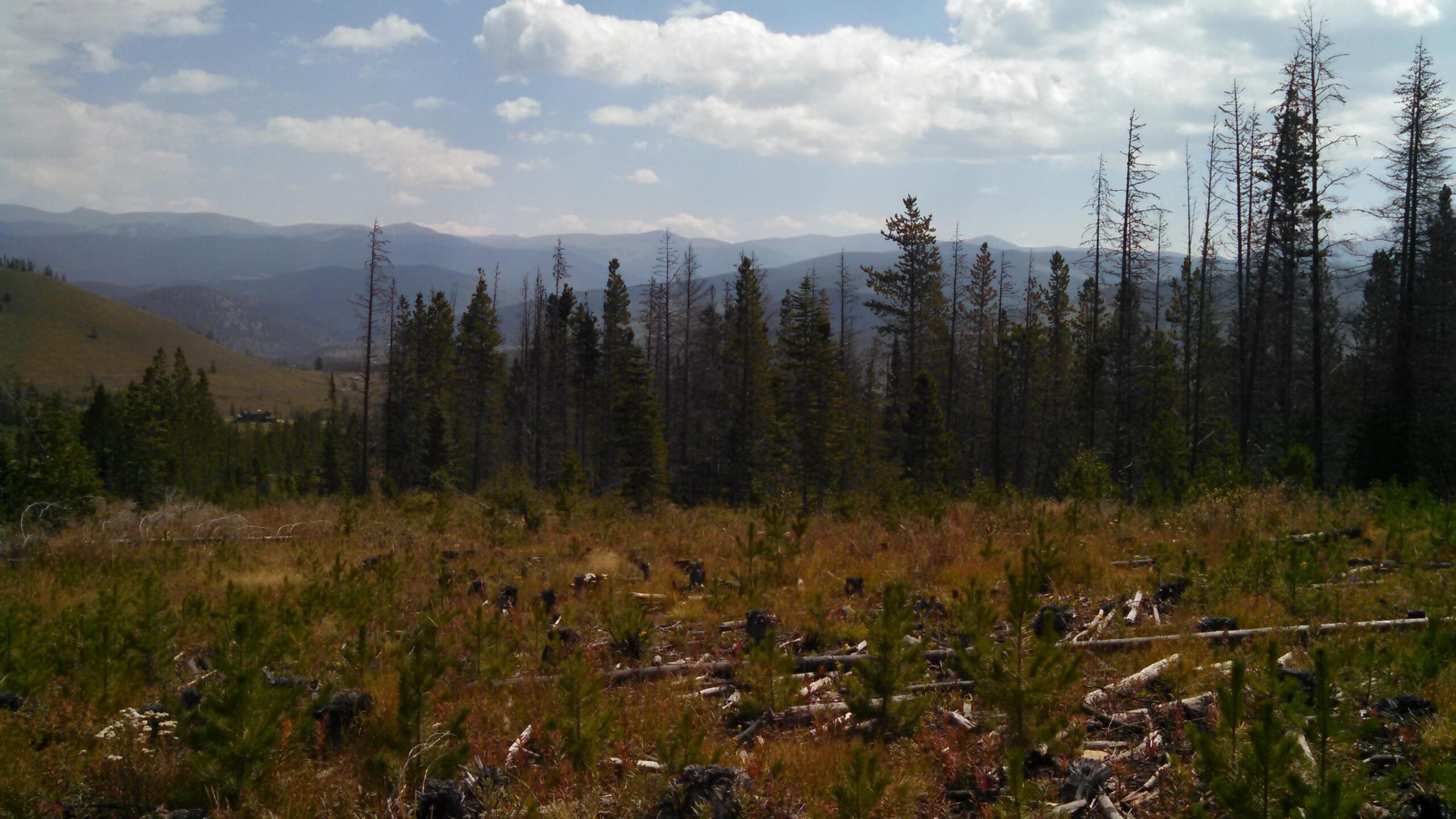 A scenic view of a mountainous landscape with a mix of evergreen trees and cleared areas, featuring fallen logs on the ground. The sky is partly cloudy, and distant mountains are visible in the background. Peaks Trail mountain bike trail.
