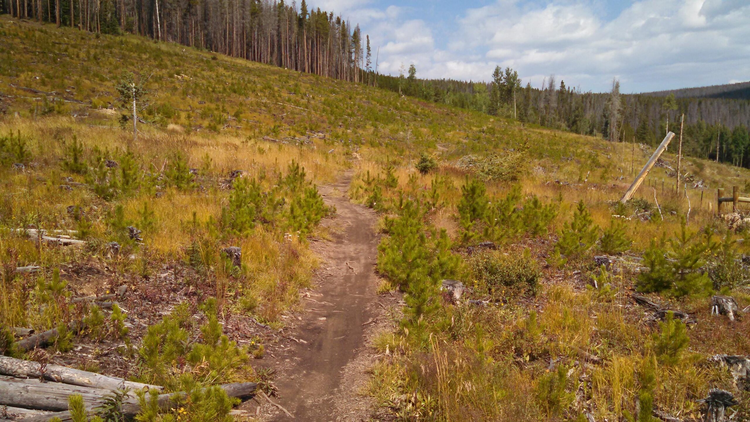 A dirt path meanders through a grassy area with small pine trees and scattered logs, set against a backdrop of tall trees in the distance and a partly cloudy sky. Peaks Trail mountain bike trail.