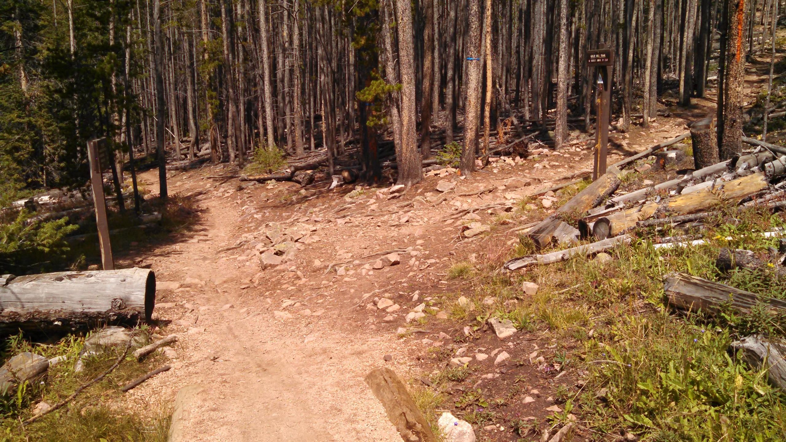 A dirt trail winding through a forest of tall trees, with scattered rocks and fallen logs on either side. A wooden sign is visible near the trail, indicating the path ahead. The area shows signs of recent disturbance, with patches of exposed earth and debris. Peaks Trail mountain bike trail.