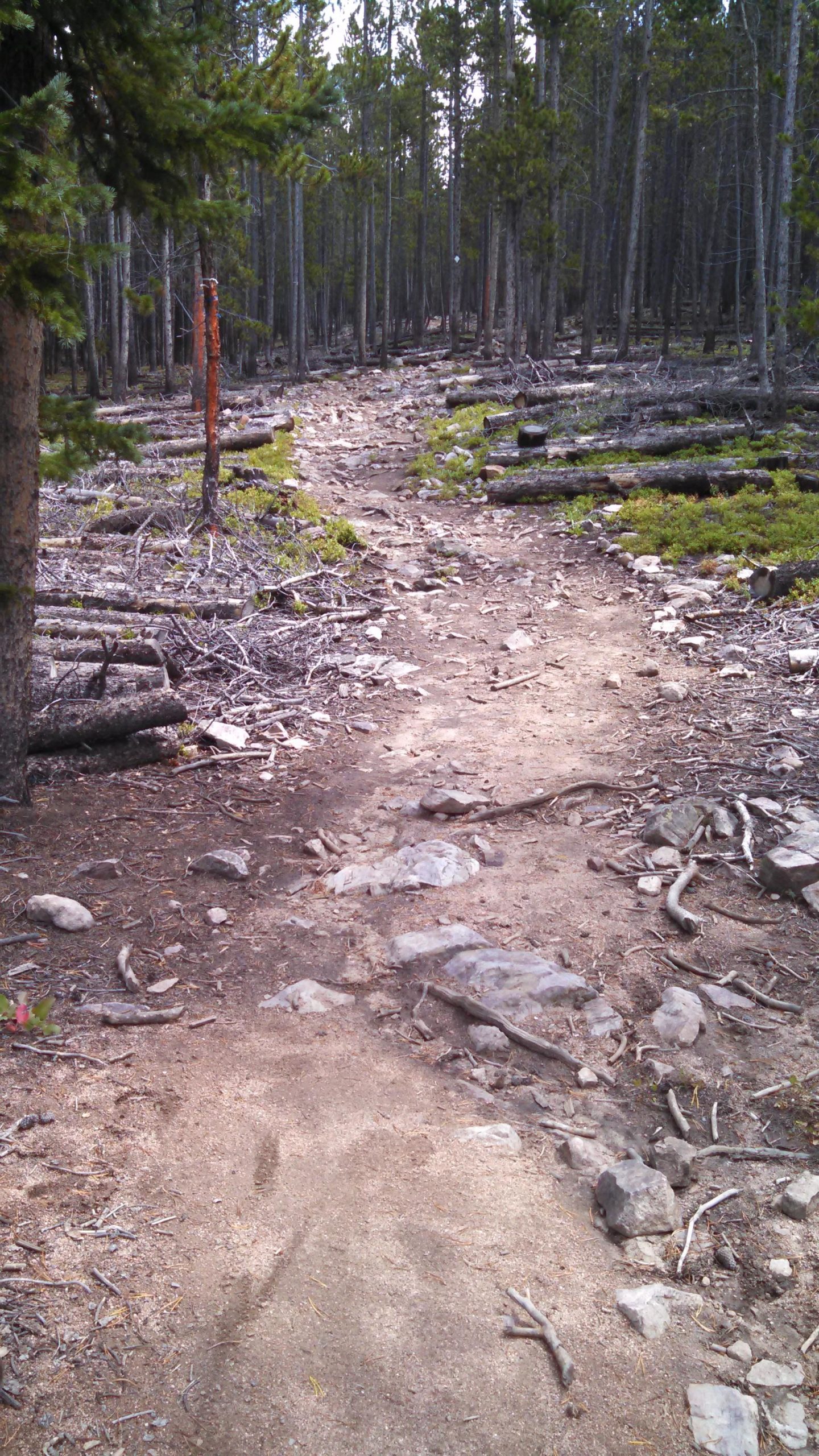 A dirt hiking trail meanders through a dense forest, surrounded by tall trees and scattered logs. The path is rocky and uneven, with patches of soft earth and visible roots along the sides. The scenery suggests a natural, tranquil environment, ideal for outdoor exploration. Peaks Trail mountain bike trail.