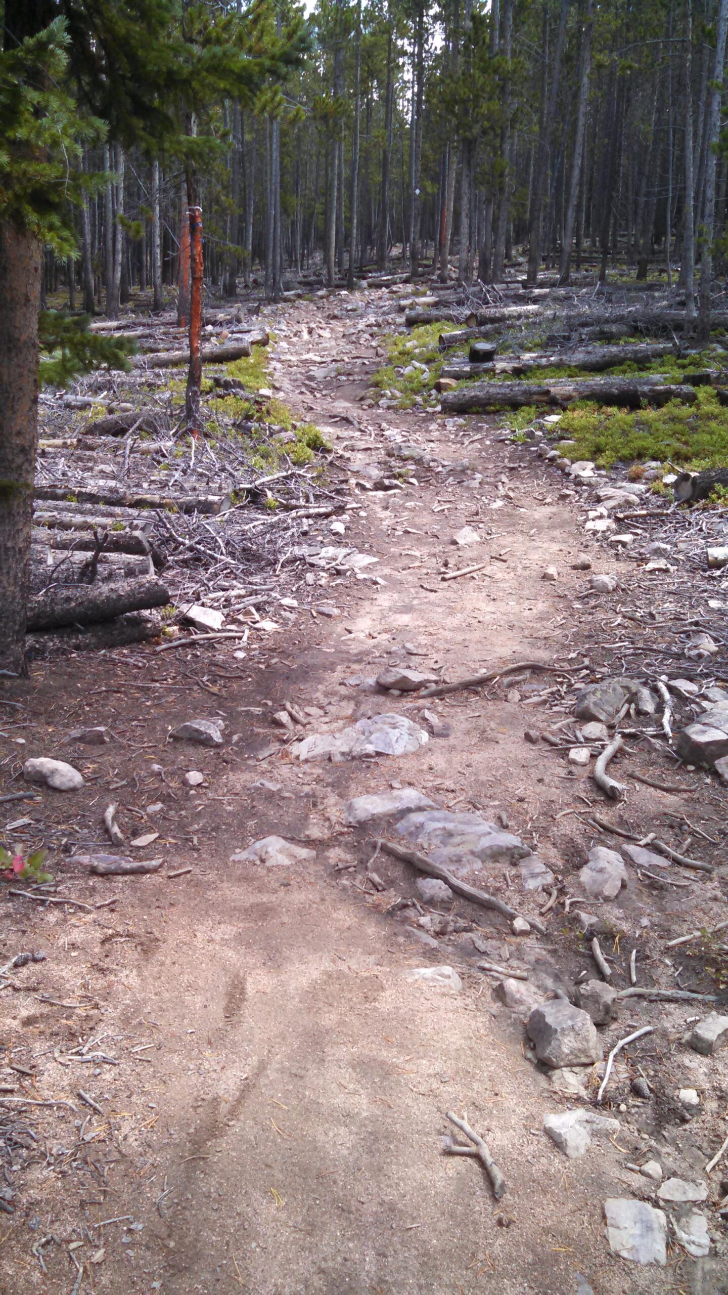 A narrow dirt trail winding through a forest, lined with trees and scattered rocks and fallen branches. The path is marked by patches of sandy soil and shows signs of use, leading deeper into the woods. Peaks Trail mountain bike trail.