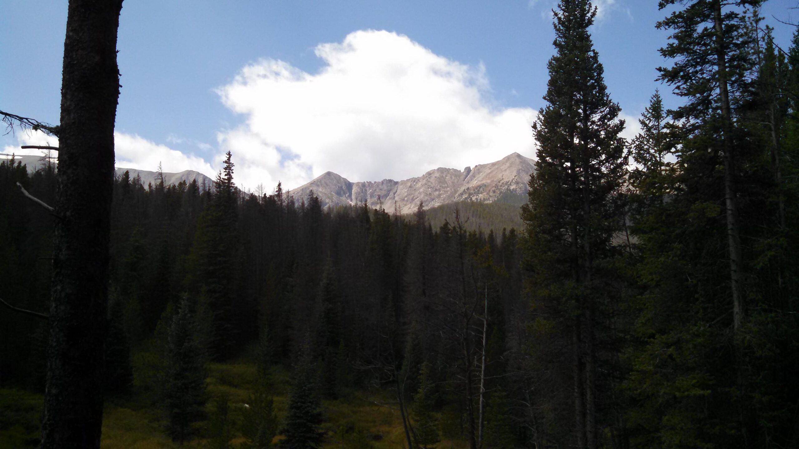 A scenic view of tall mountains with rocky peaks in the background, framed by dense coniferous trees and a clear blue sky with fluffy white clouds. The foreground features a mix of greenery and tree trunks, adding depth to the natural landscape. Peaks Trail mountain bike trail.