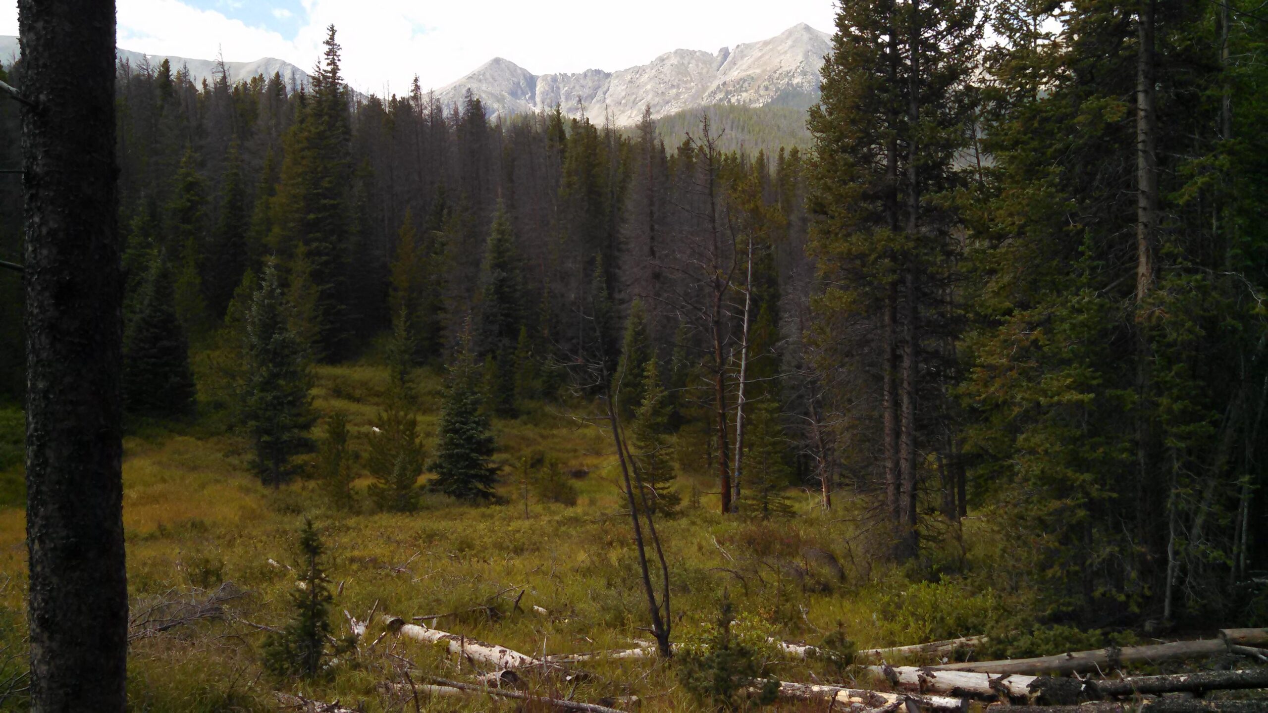 A scenic view of a mountain landscape featuring dense evergreen trees and a meadow in the foreground, with rugged mountains in the background under a partly cloudy sky. Peaks Trail mountain bike trail.